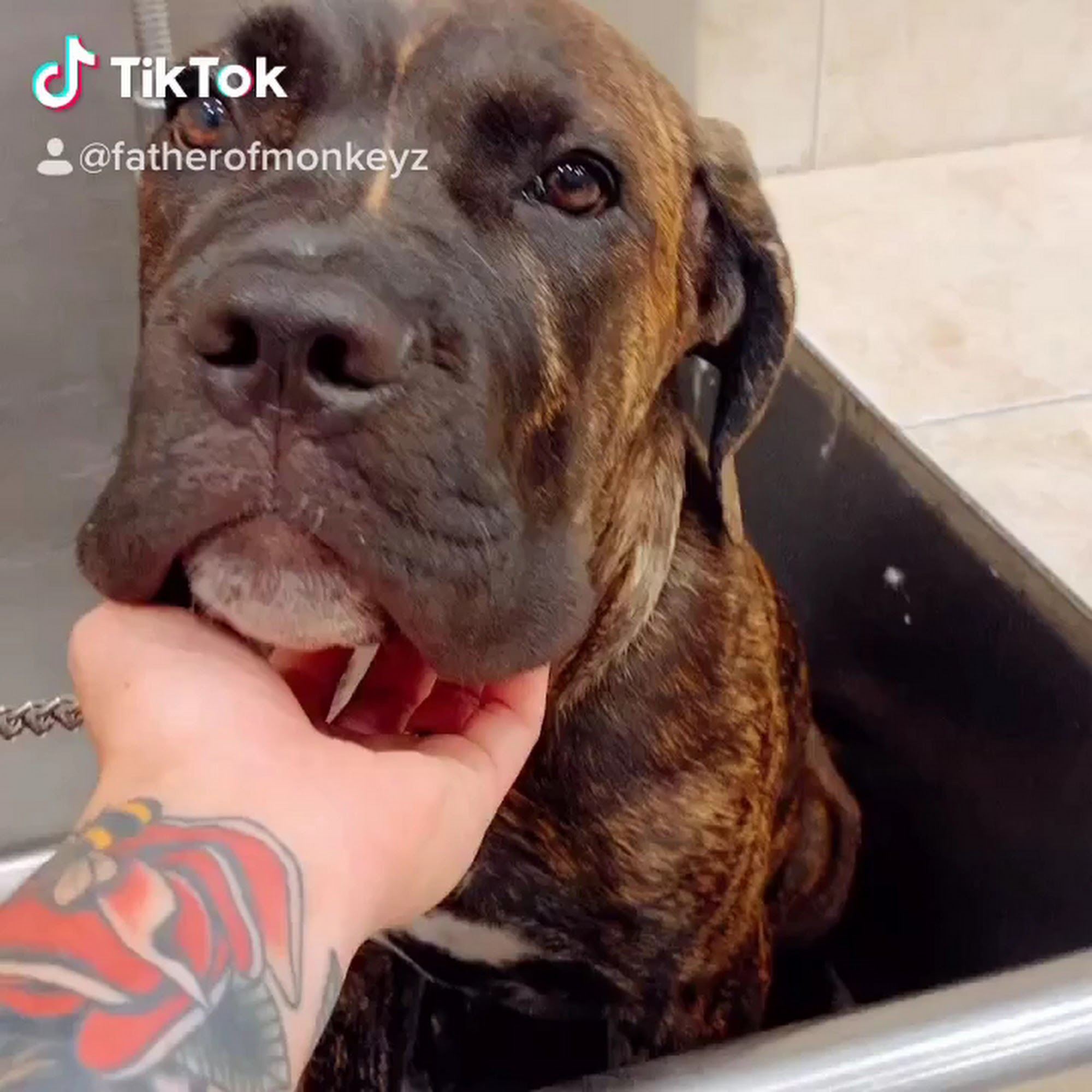 Whitestone Doghouse Whitestone