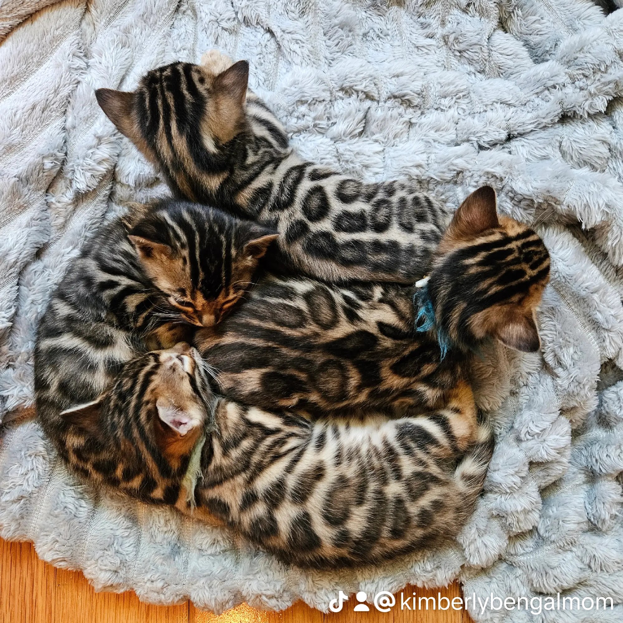 Country paw bengals Williamson