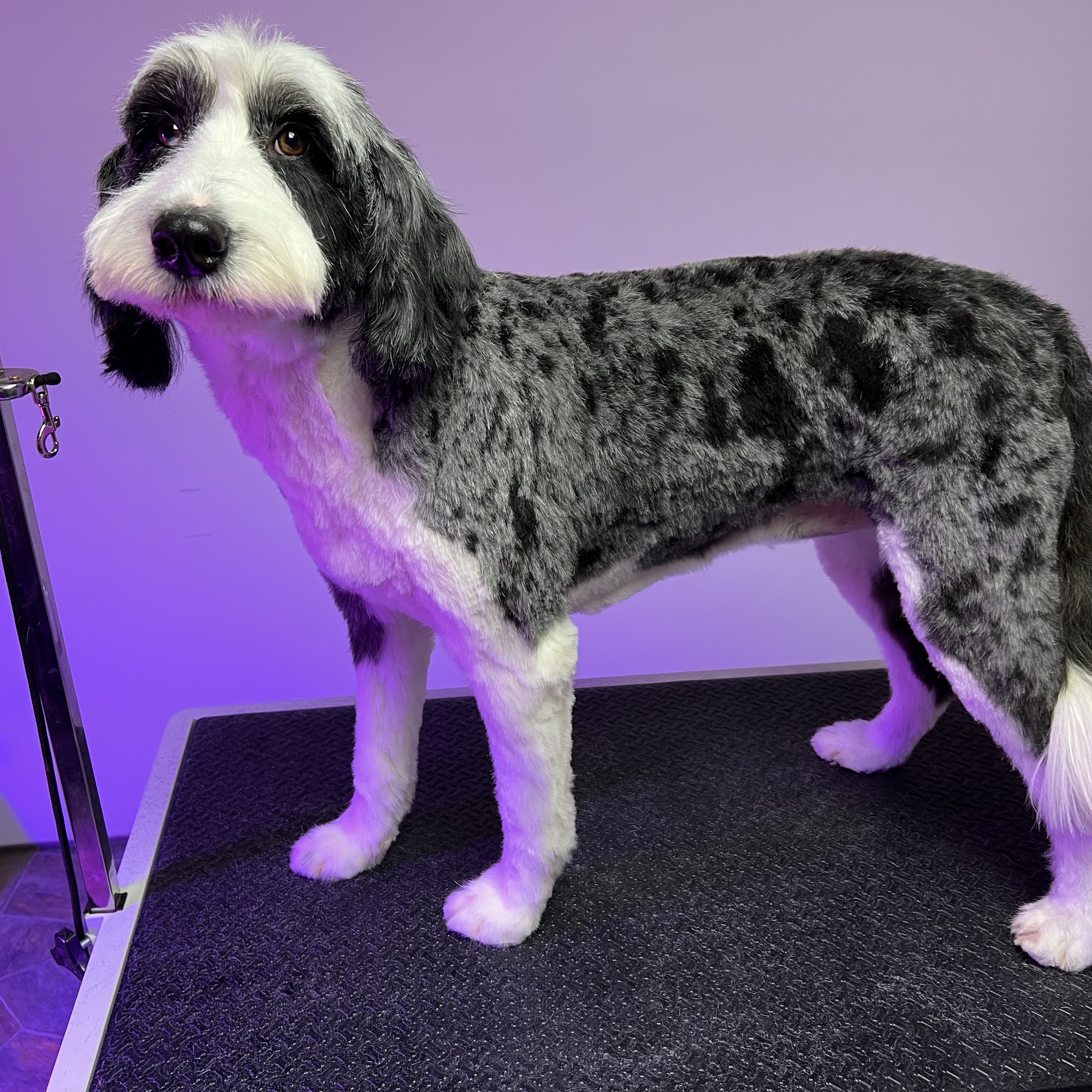 Upstate Pet Grooming Williamson