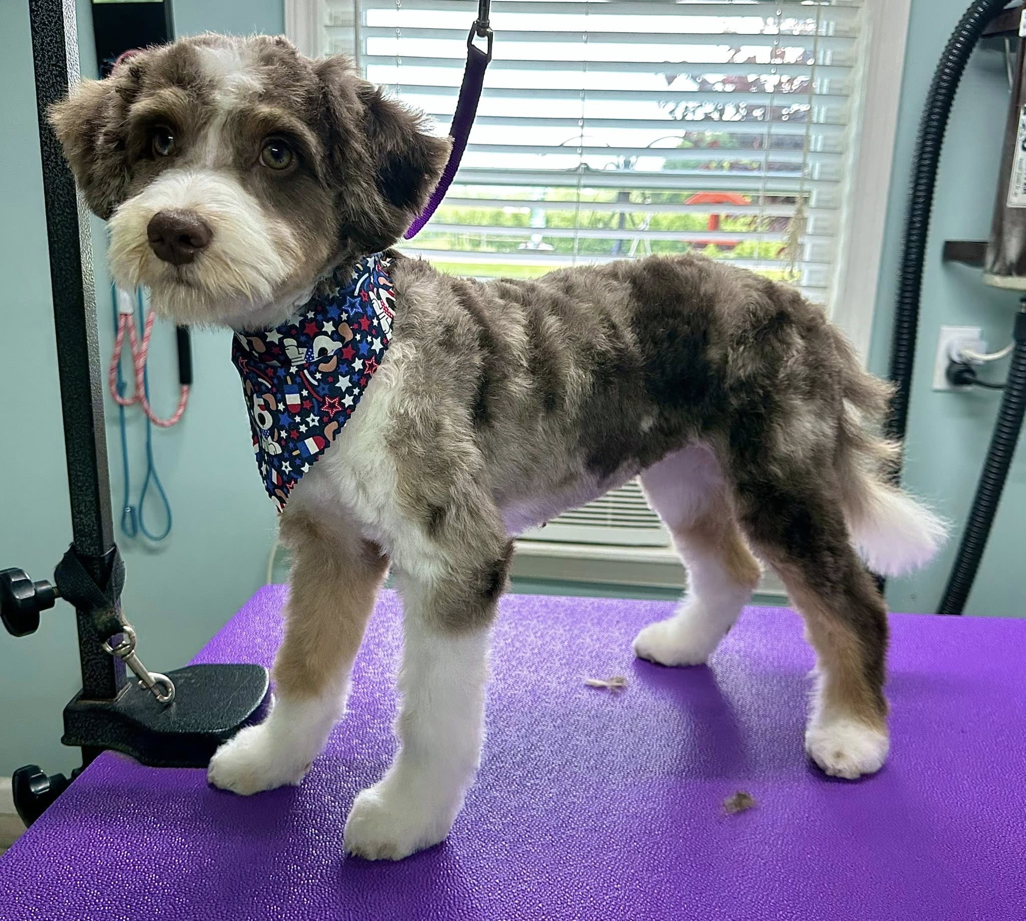 Kristen's Dog Grooming Williamson