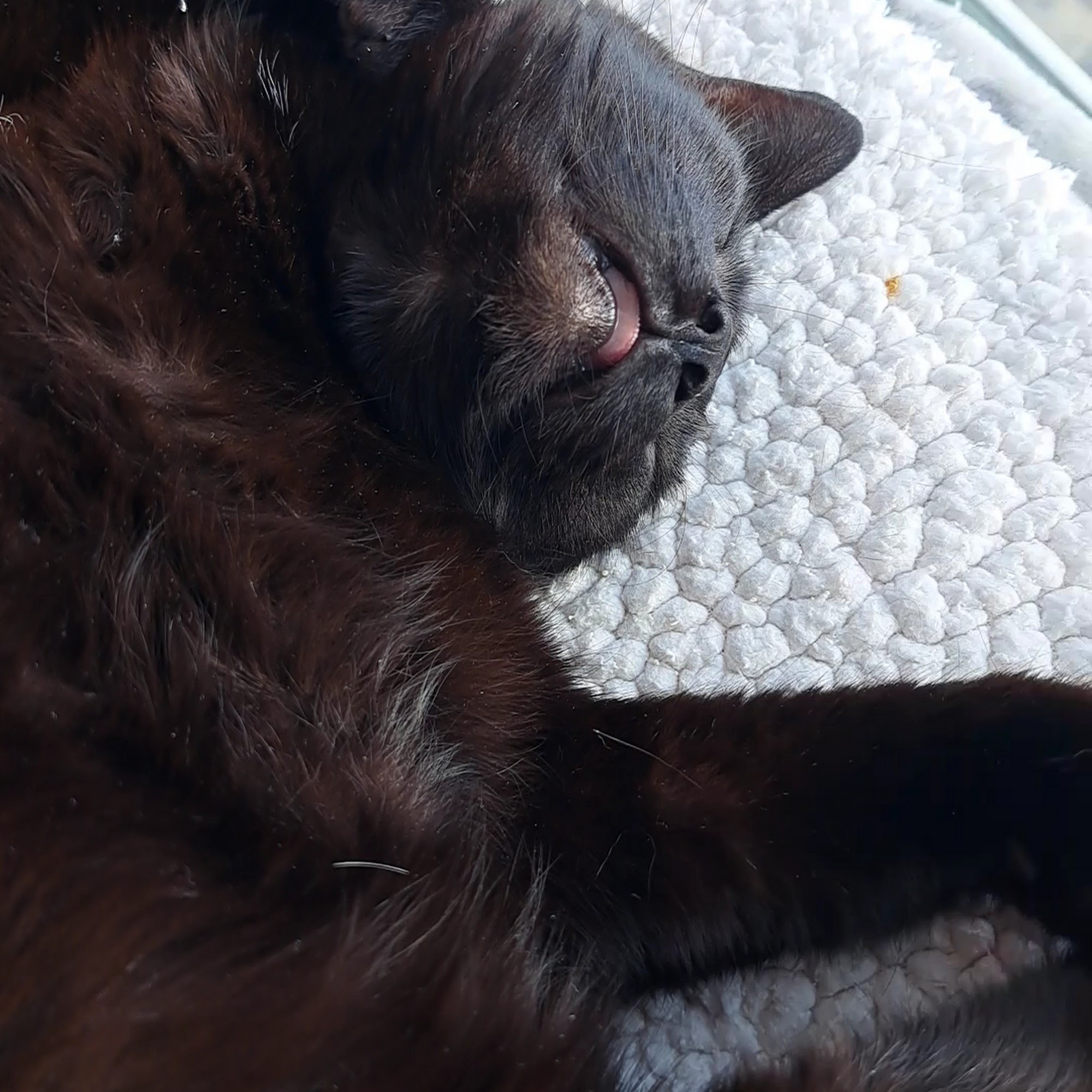 The Animal Hospitable Veterinary Clinic Williamsville