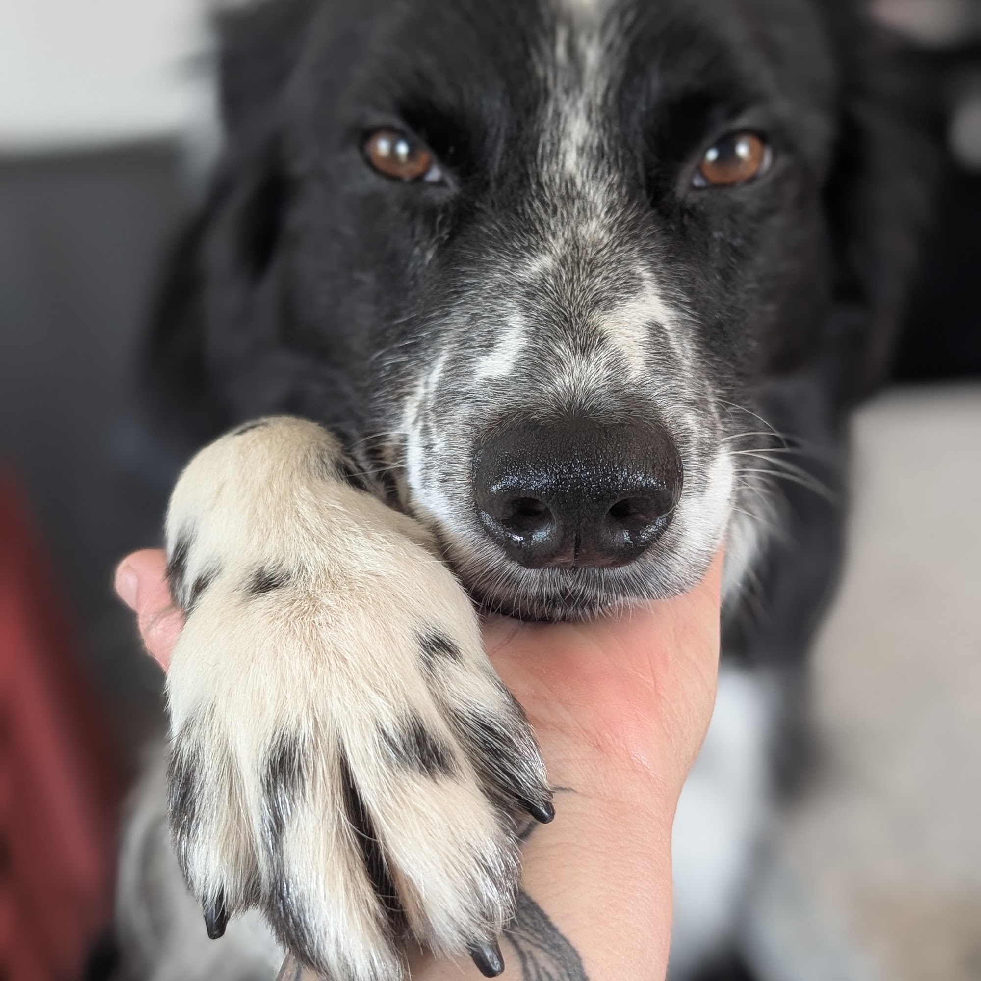 Alliance Animal Hospital Williamsville