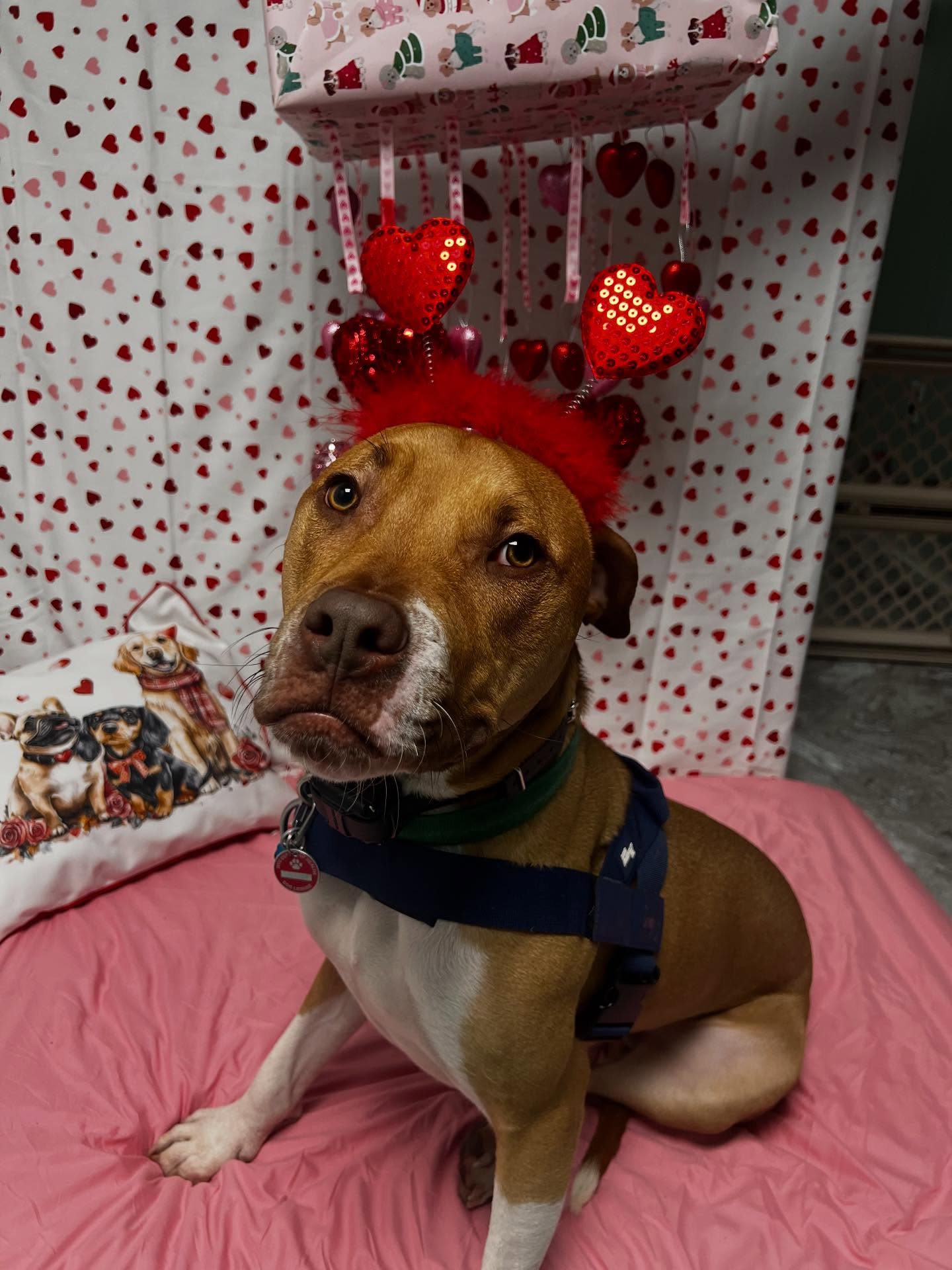 Williston Park Animal Hospital Williston Park