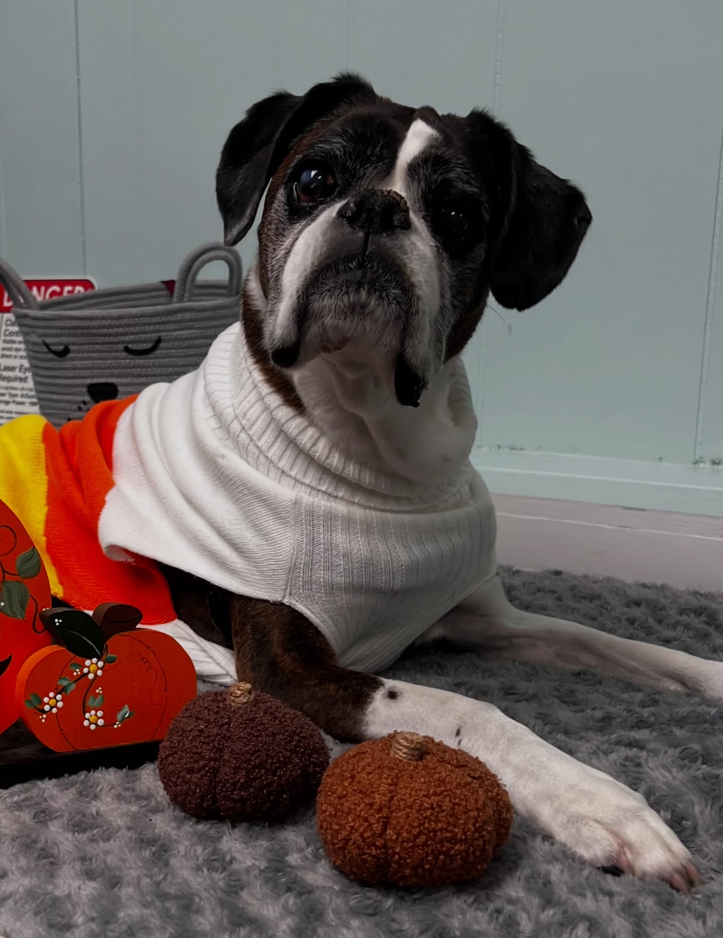 Williston Park Animal Hospital Williston Park