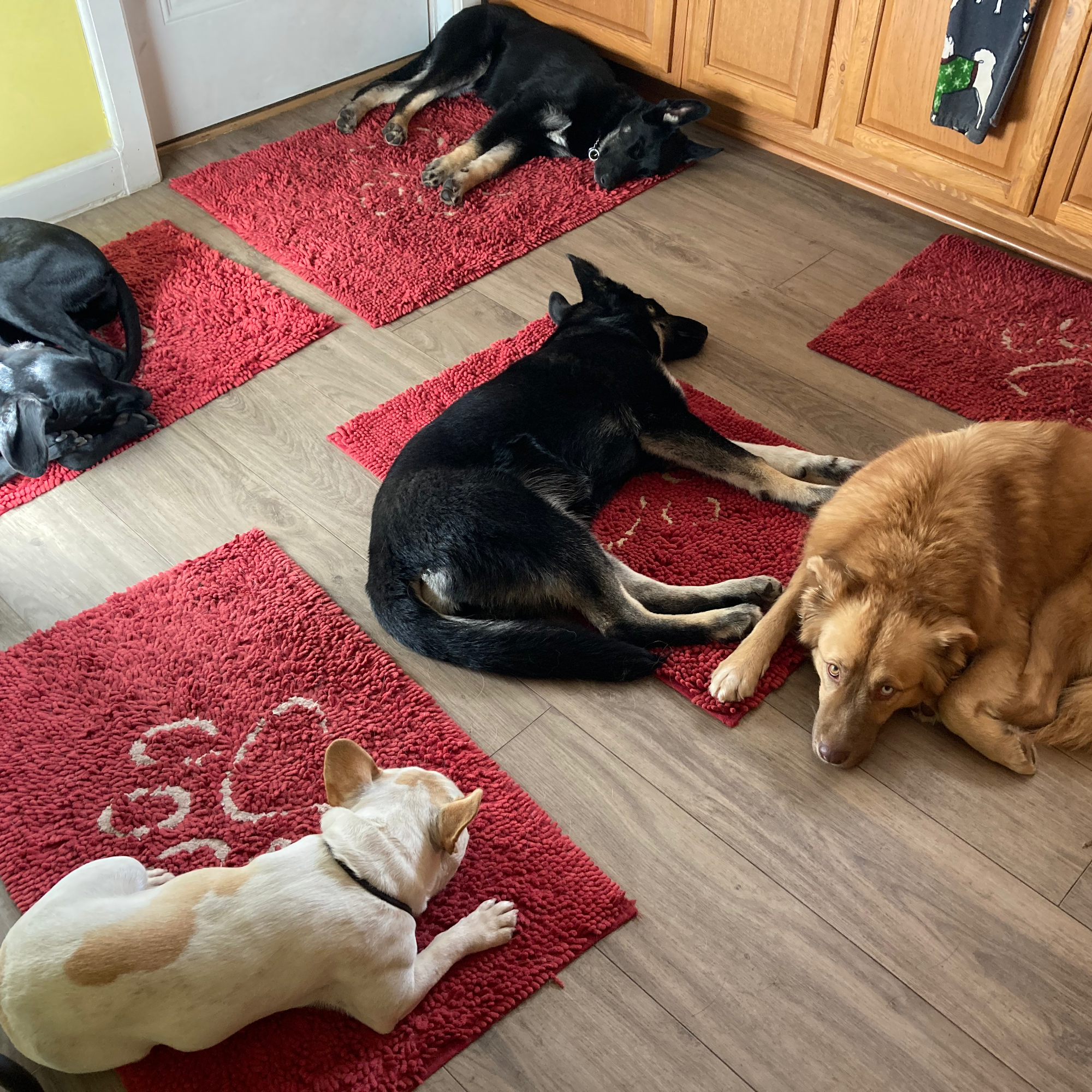 Dog Obedience Group - Boarding, Training, Daycare Wurtsboro