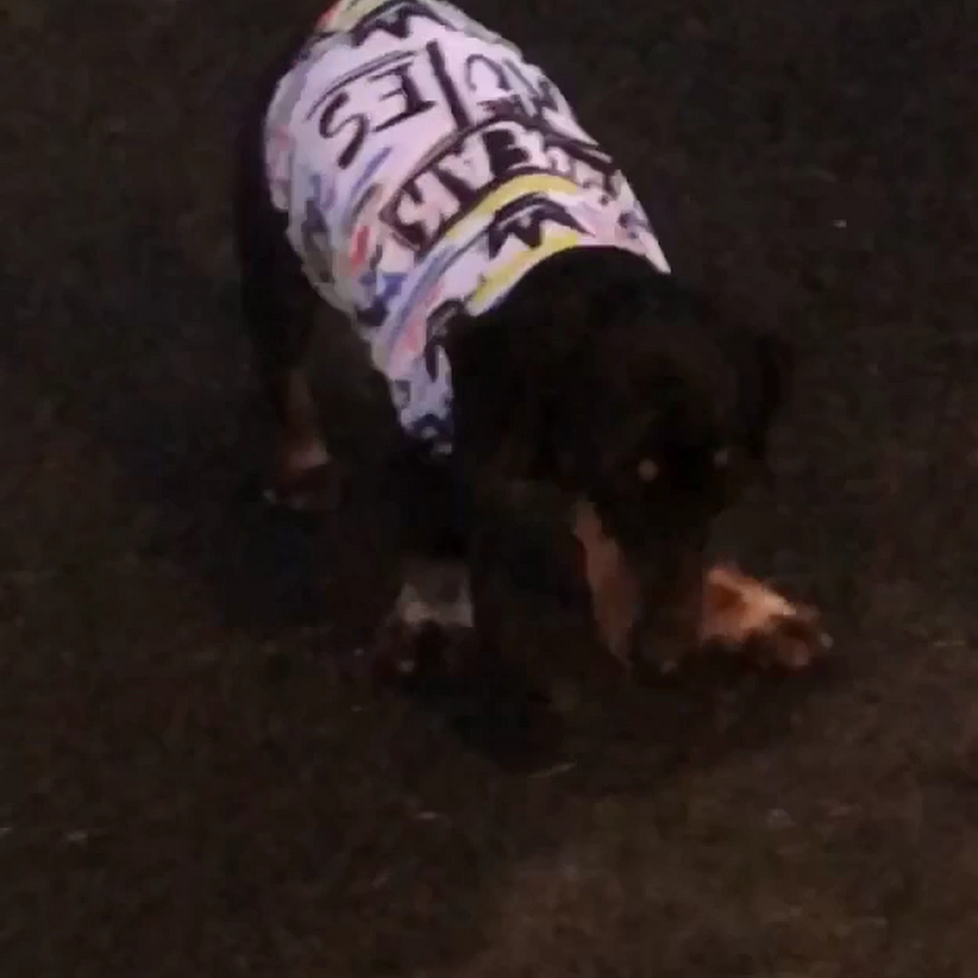 Animal Specialty Center Yonkers