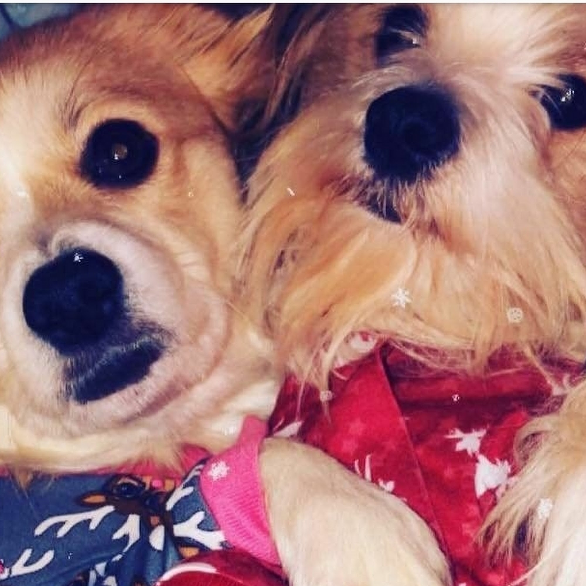 Pinkyblue pet grooming salon Yonkers