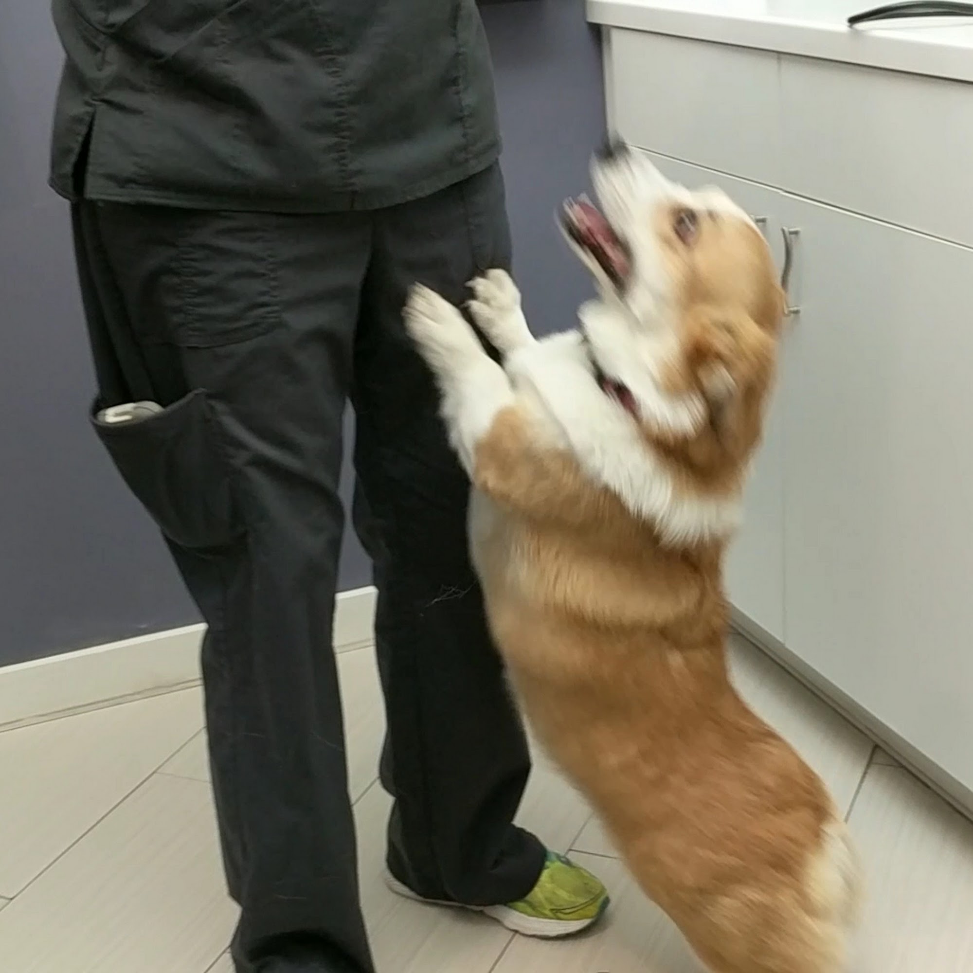 Yorktown Animal Hospital Yorktown Heights