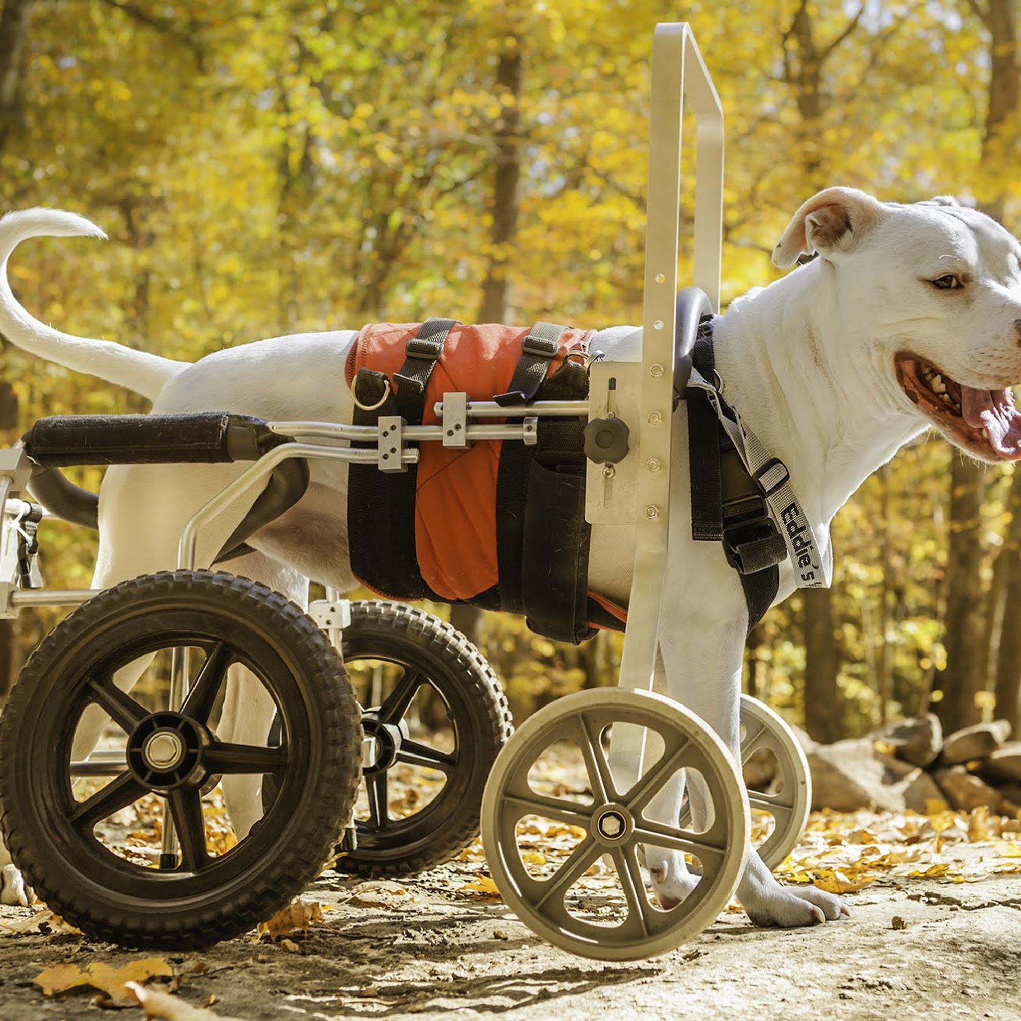 Rainbow Bridge Pet Crematory Yorktown Heights