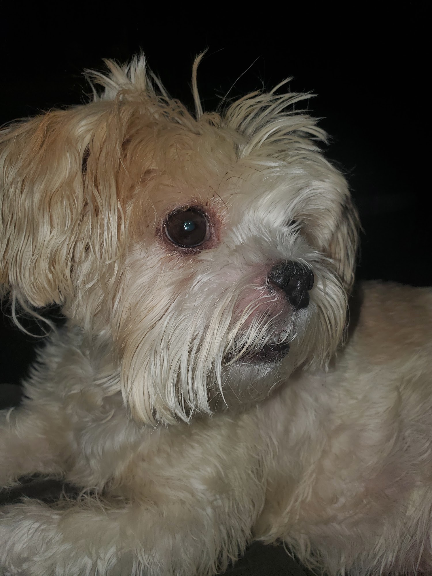 Metz Petz Veterinary Clinic Ada Ada