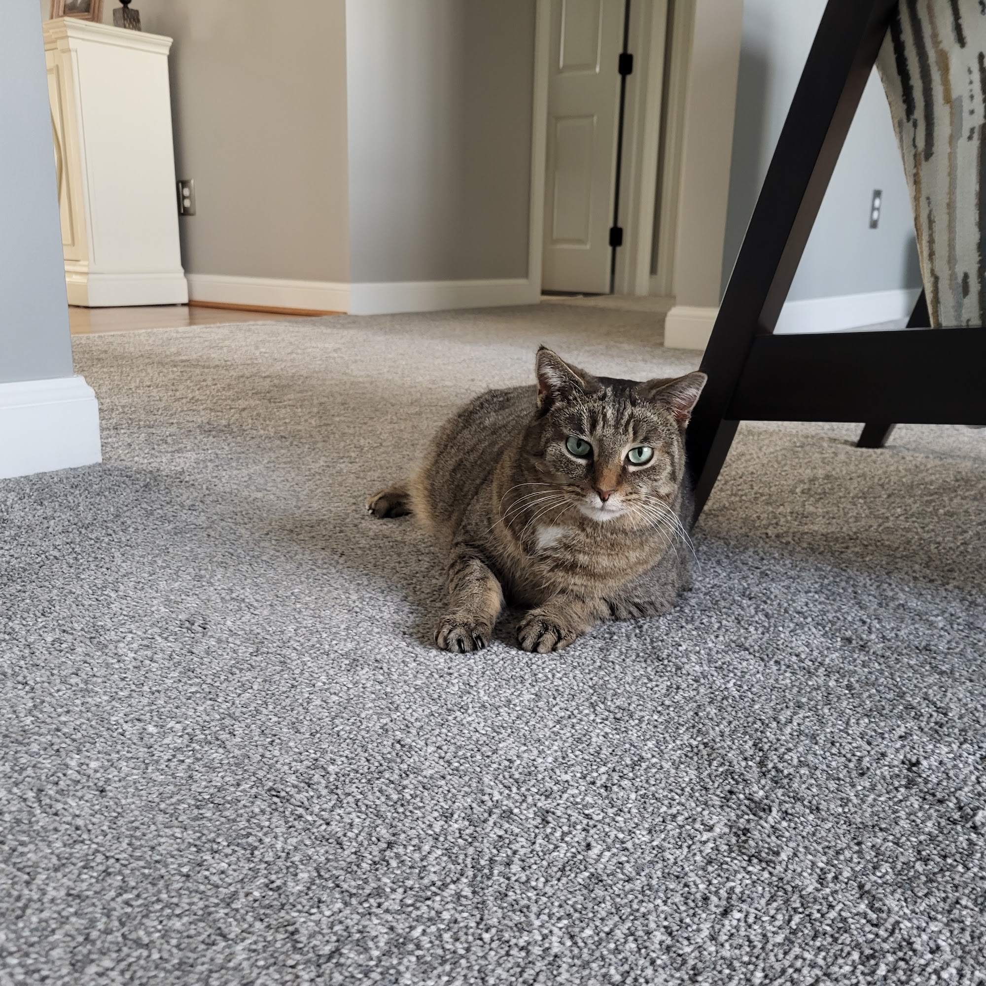 Metz Petz Veterinary Clinic Ada Ada