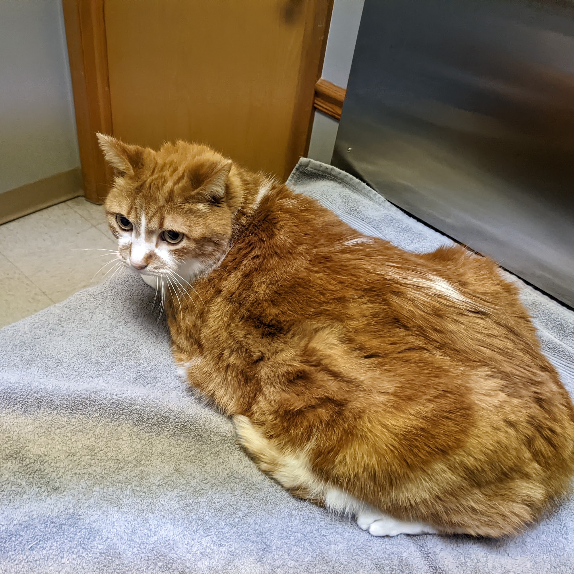 Manchester Animal Clinic Akron