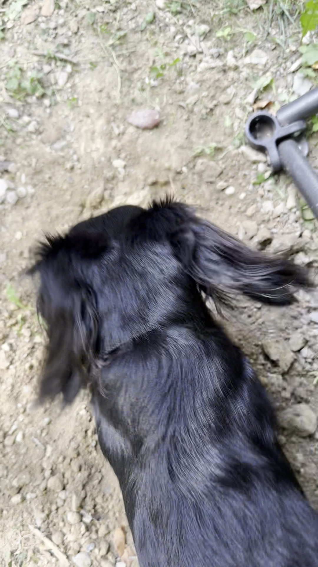 Veterinary Wellness Center of Green and The Cat Clinic Akron