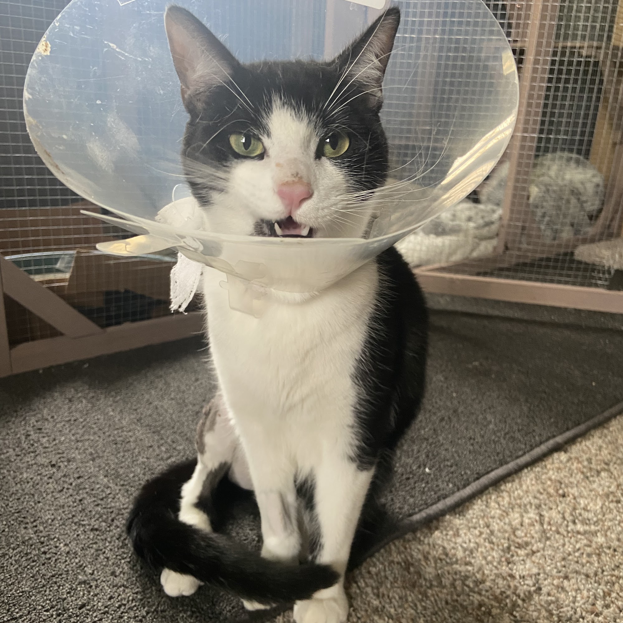 Yellow Creek Veterinary Surgery & Imaging Akron