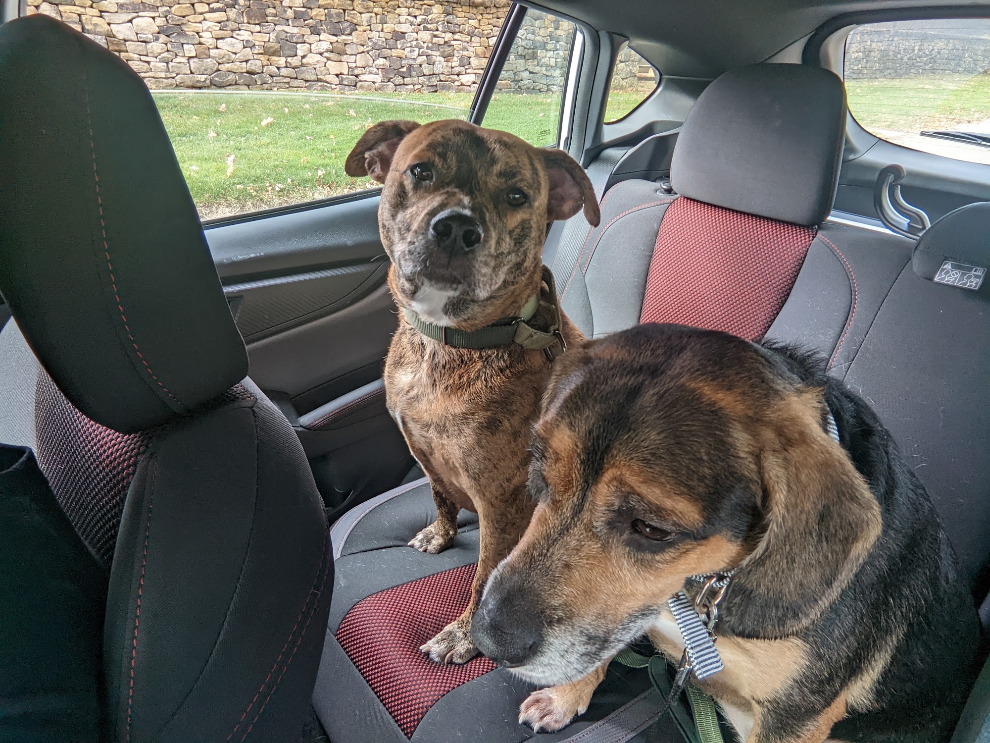 Wash Wag Dog Wash & Grooming Akron