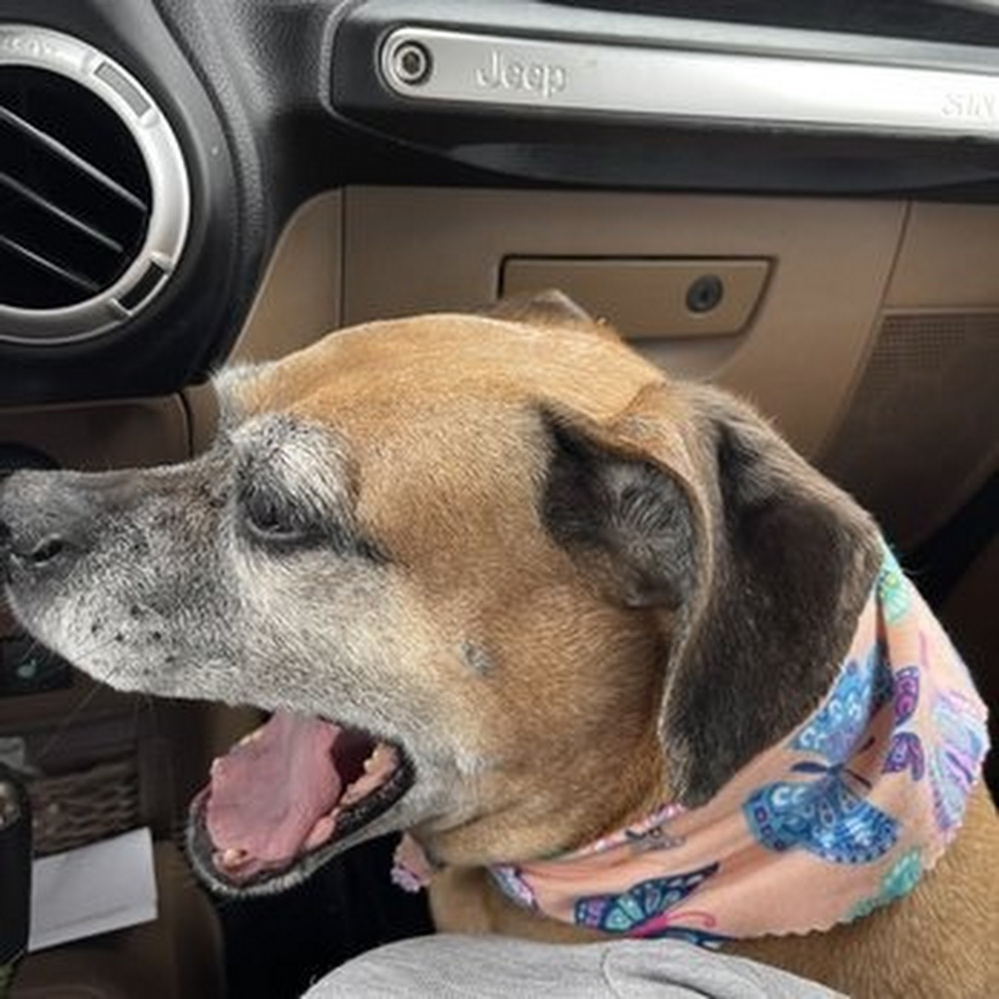 Wash Wag Dog Wash & Grooming Akron