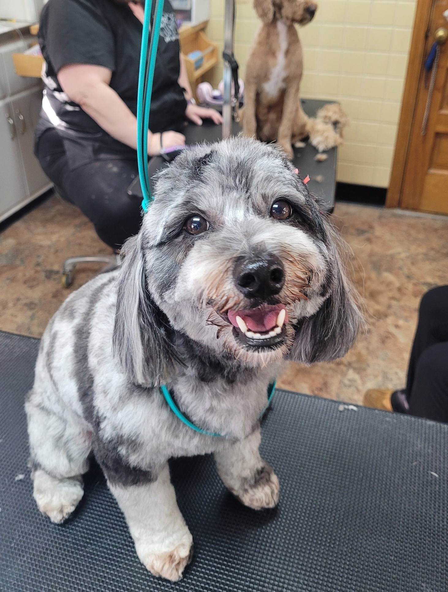 Grooming Gals Pet Styling Akron