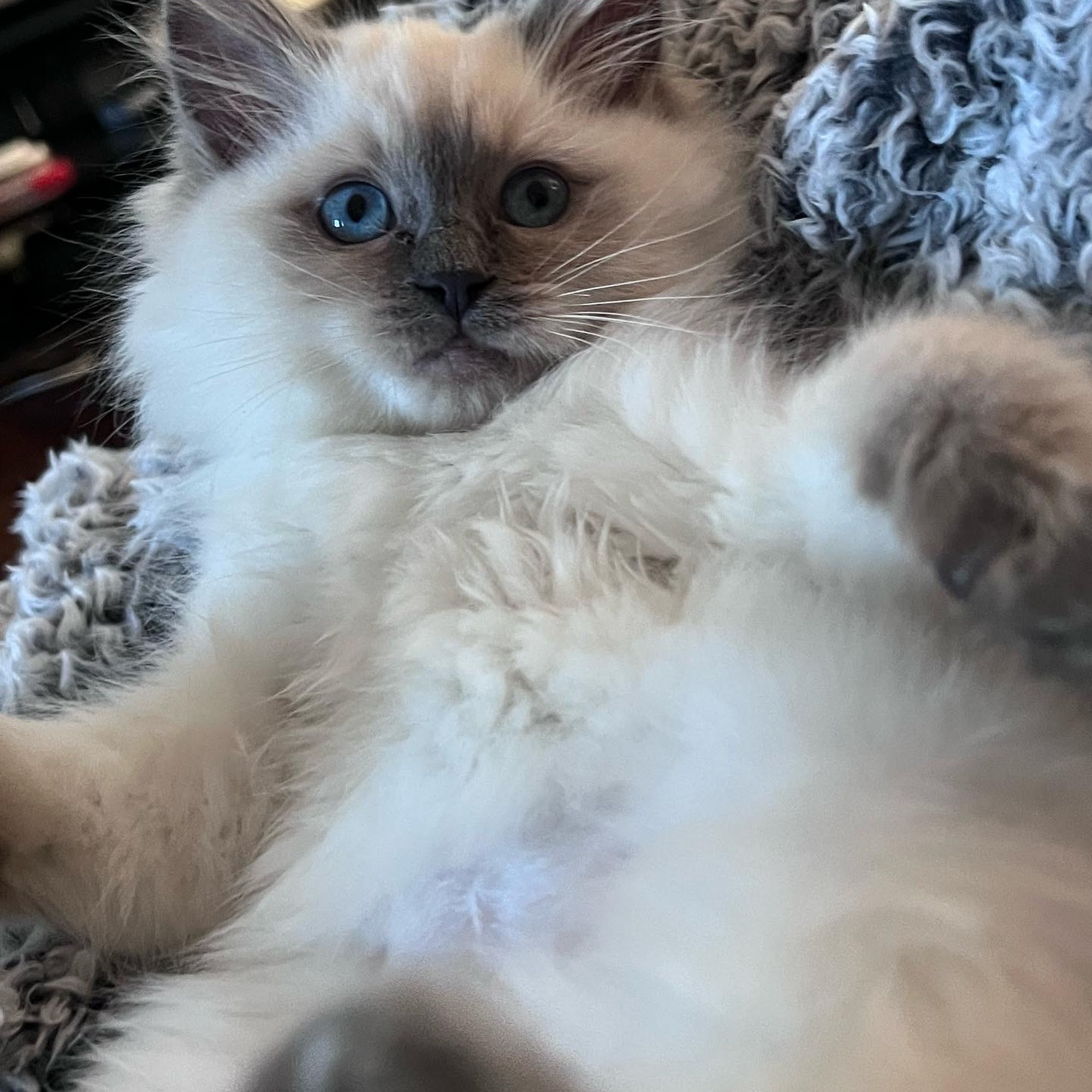 Alexandria Animal Clinic Alexandria