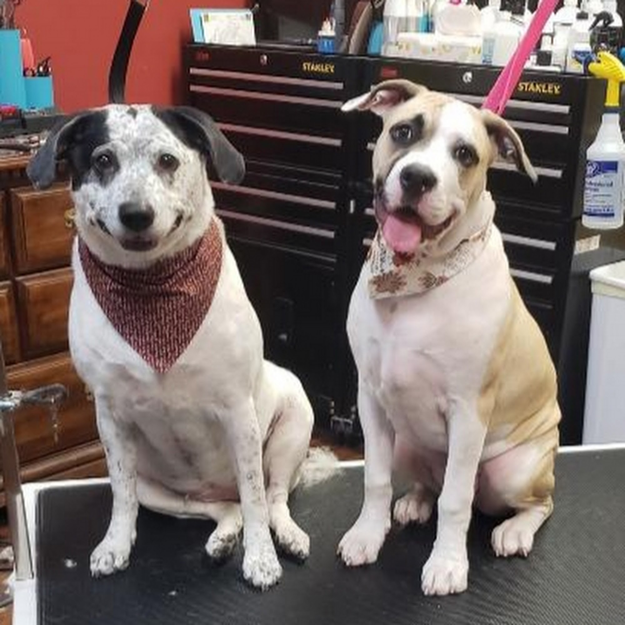 Southard Jim DVM Alexandria