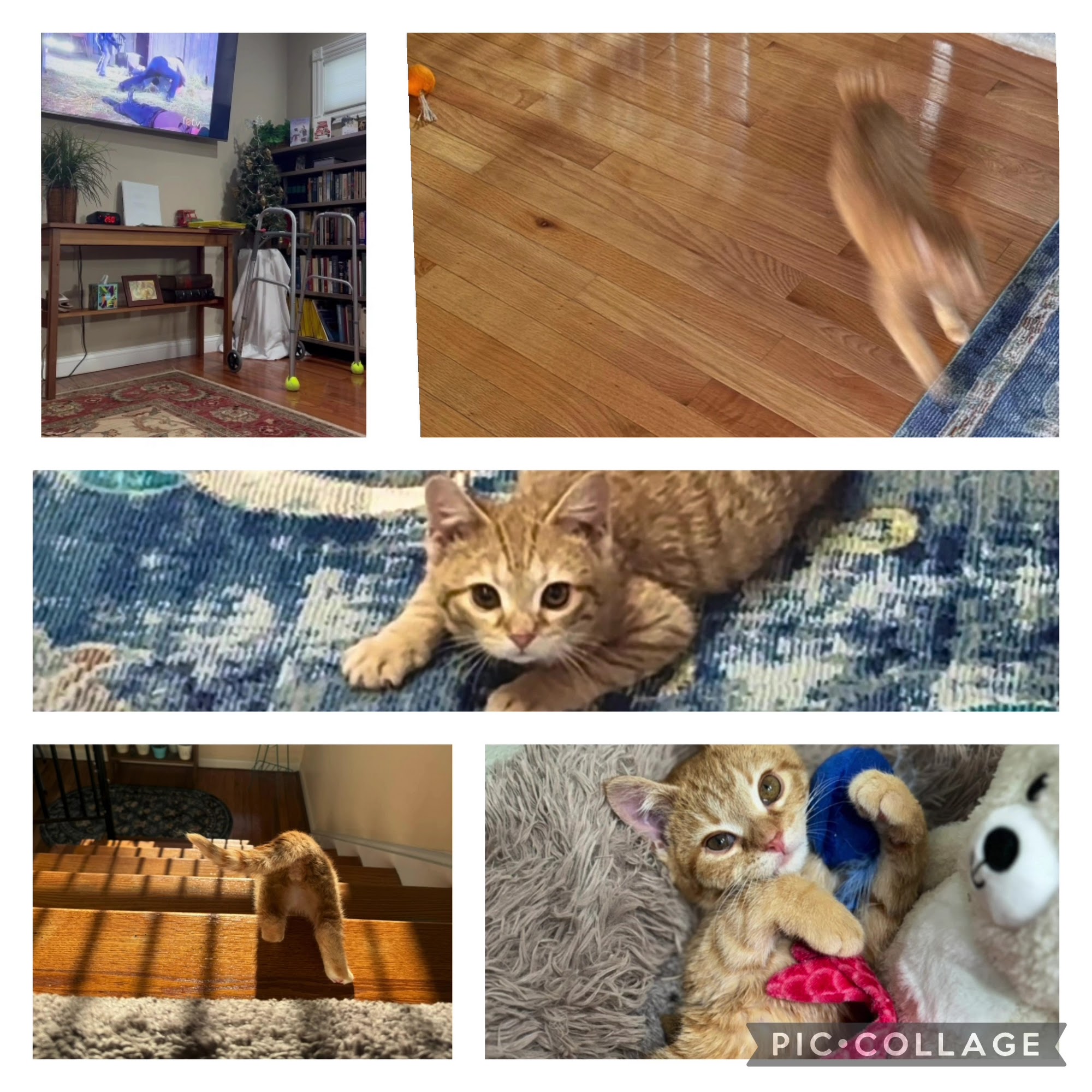 Withamsville Animal Hospital Amelia