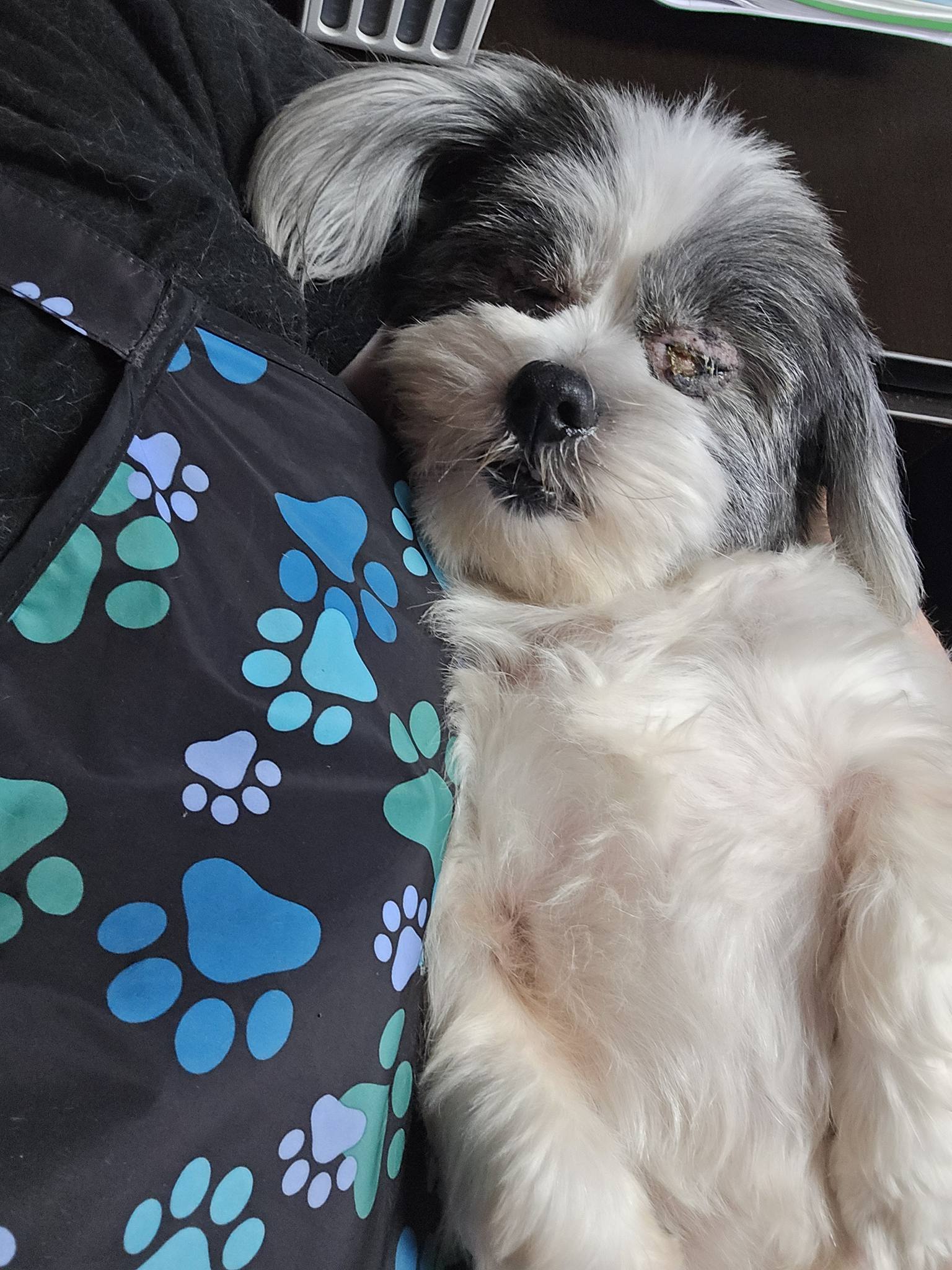 Zen Grooming (Previously The Red Dog Salon) Amelia