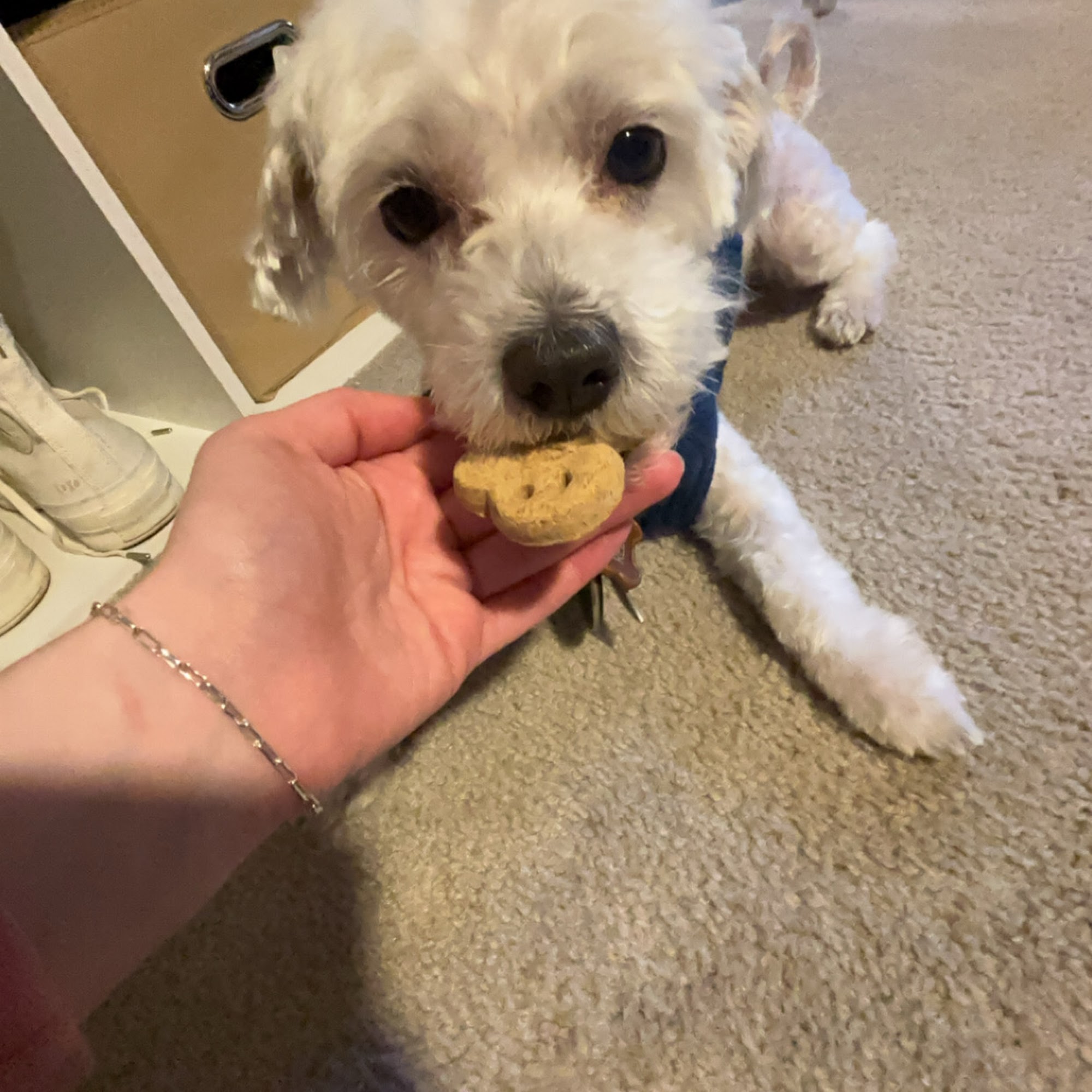 Daisy Dog Salon LLC Amelia