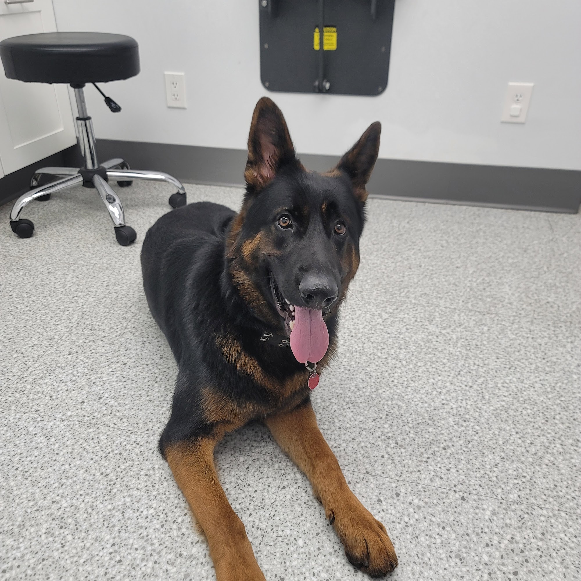 Amherst Animal Hospital Amherst