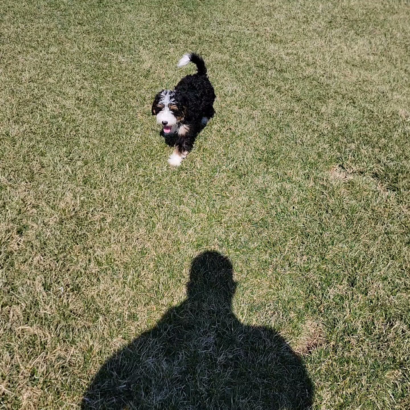 Grandeur Valley Puppies Apple Creek