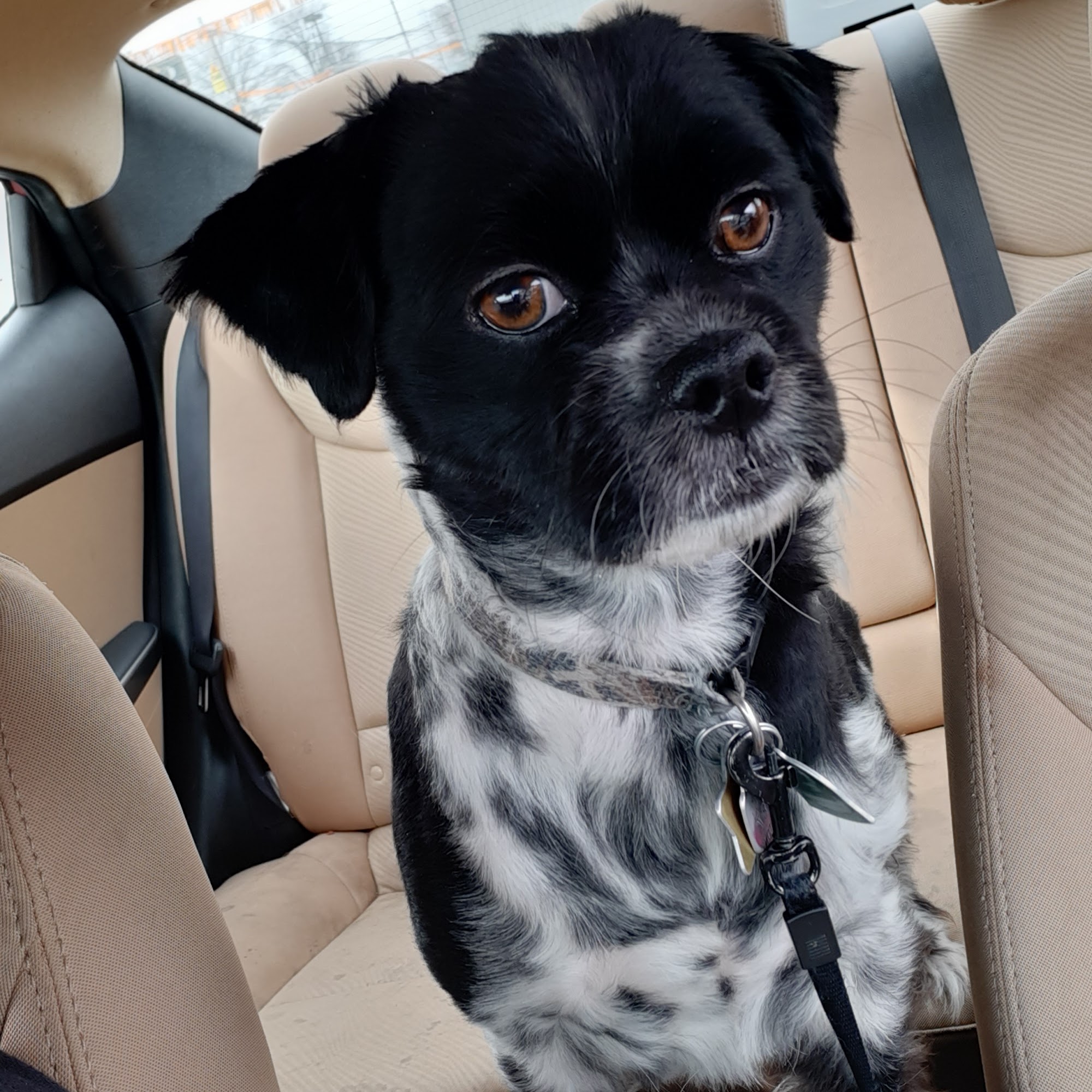 Archbold Animal Hospital Archbold