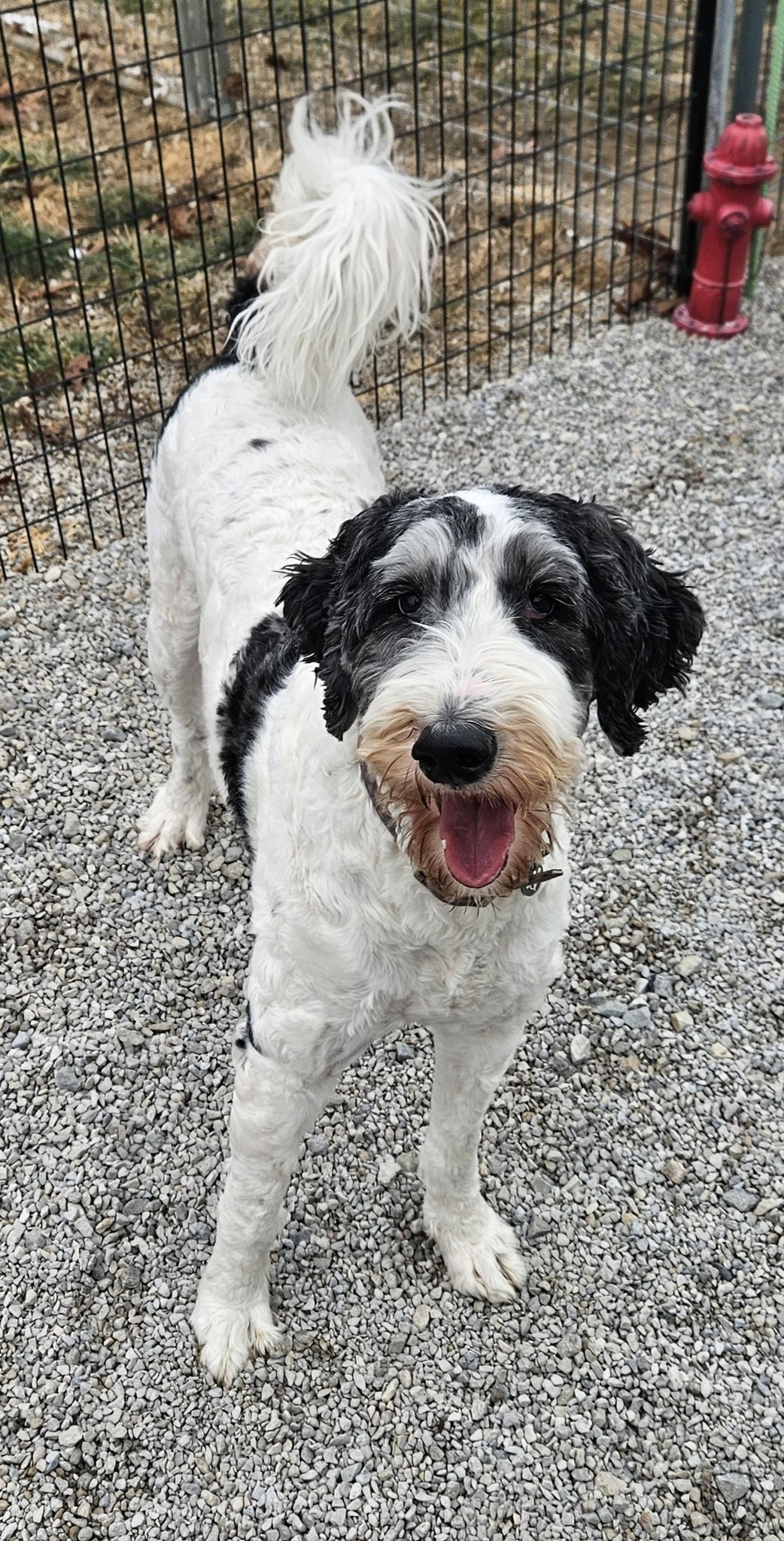 Canine Comfort Suites Archbold