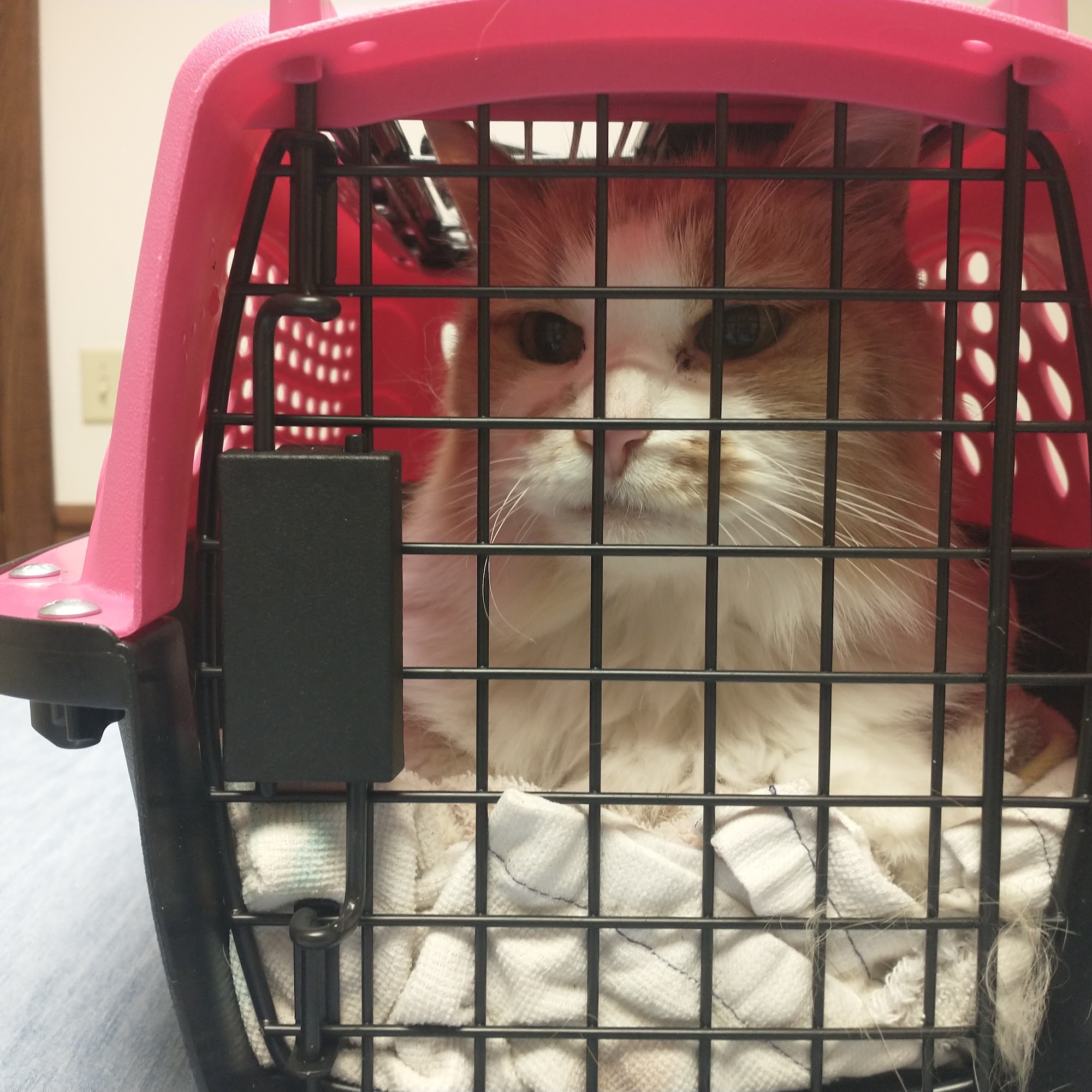 Daisy Hill Animal Hospital Ashland