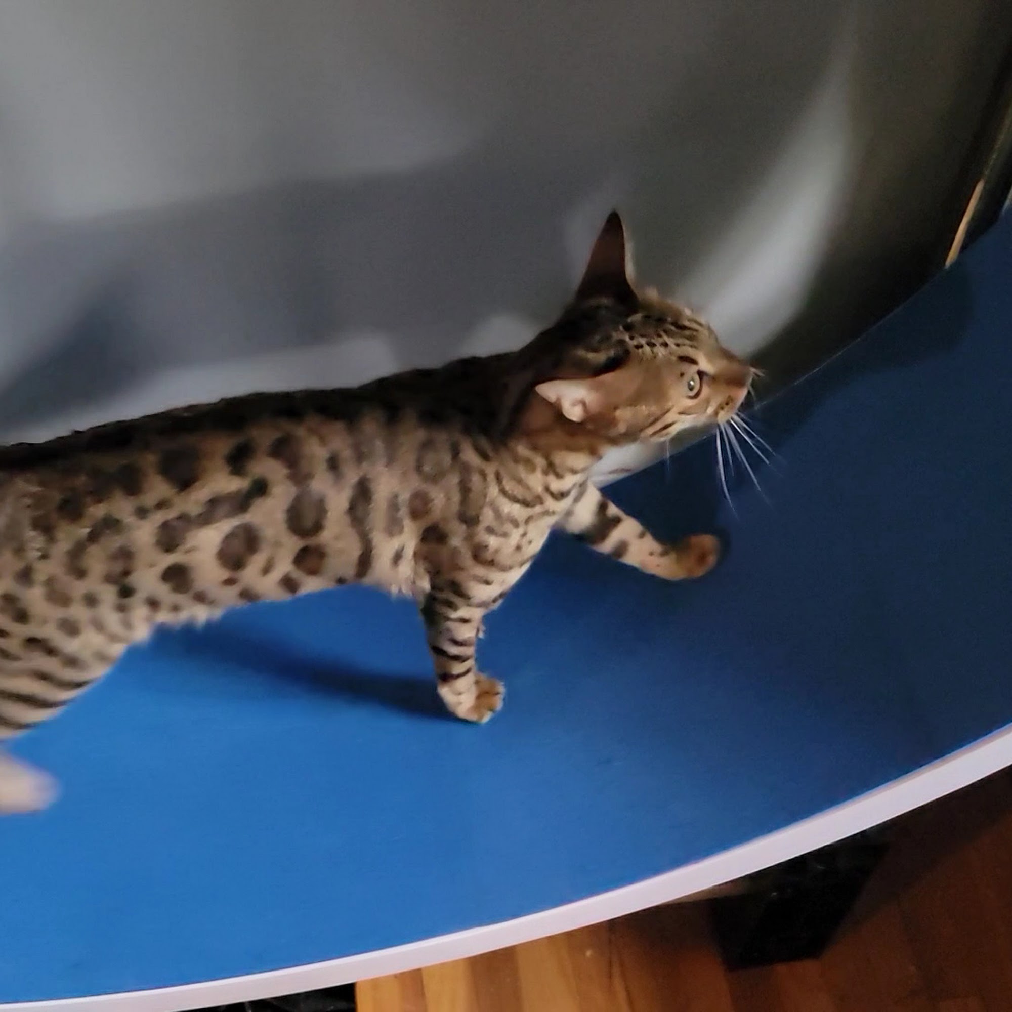 Claremont Veterinary Clinic Ashland