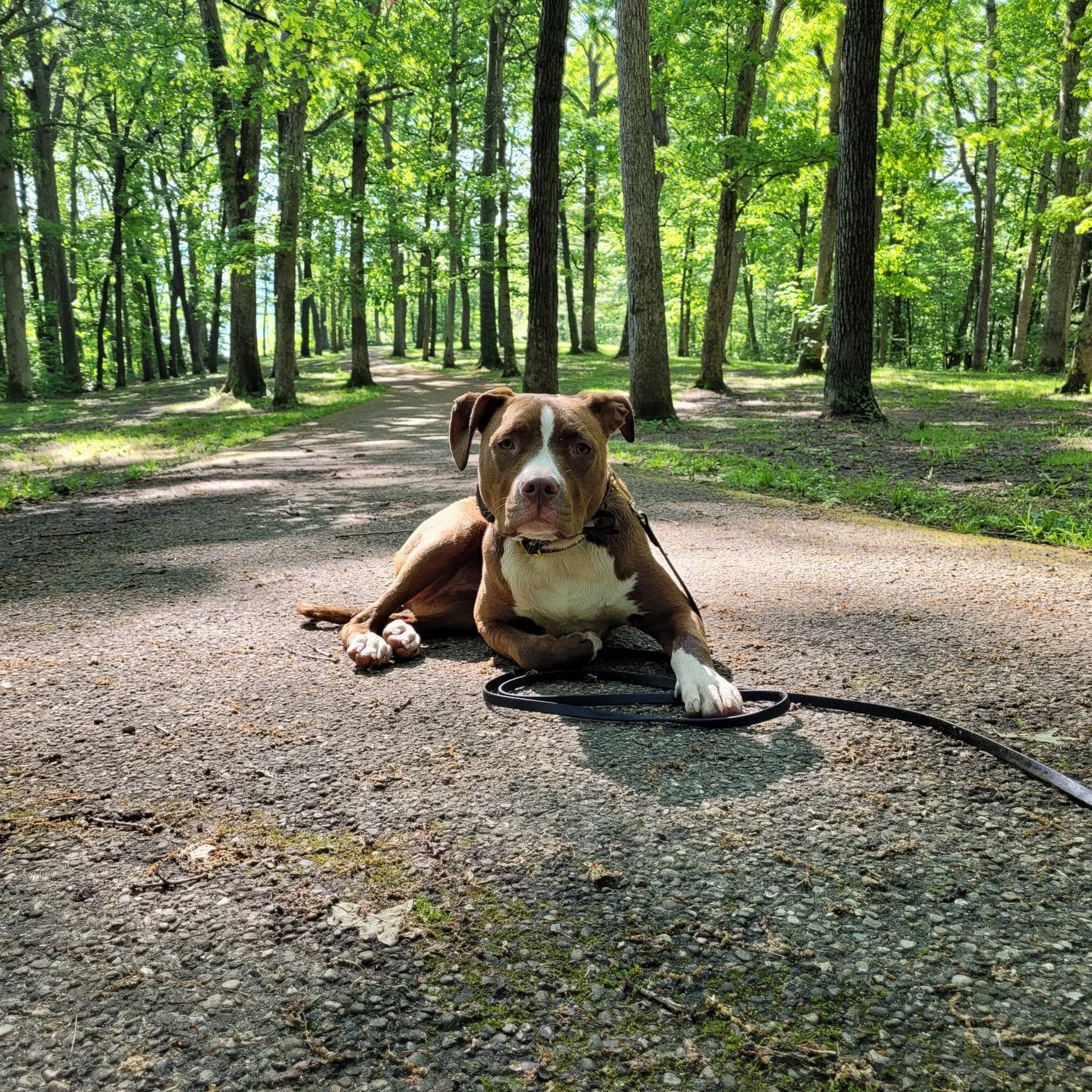 Ashland Doggy Daycare, LLC Ashland