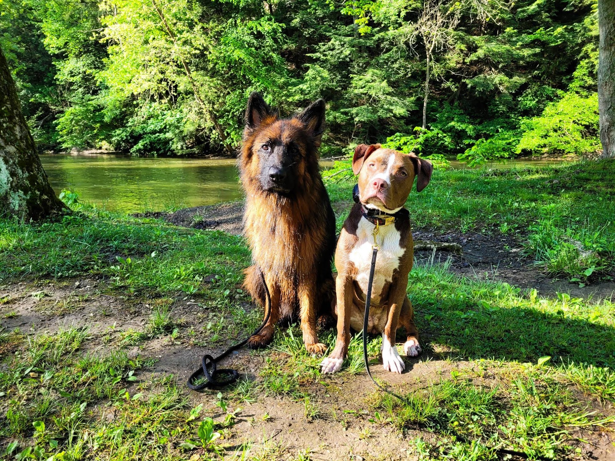 Ashland Doggy Daycare, LLC Ashland