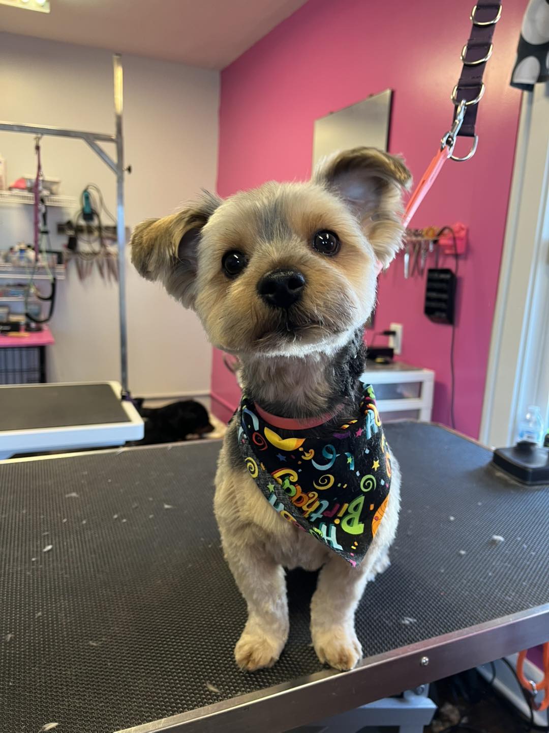 Pretty puppies pet grooming Ashtabula Ohio Ashtabula