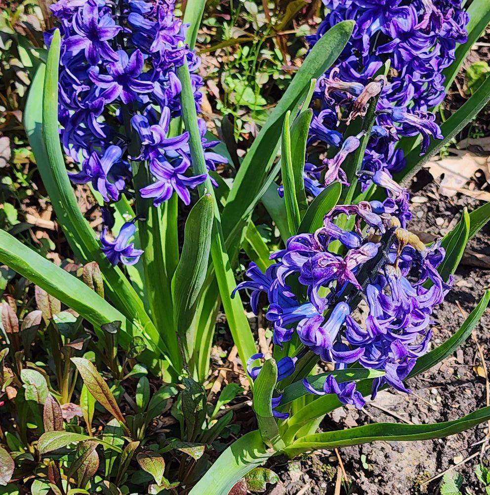 Brobst Landscaping 504 W 57th St, Ashtabula Ohio 44004