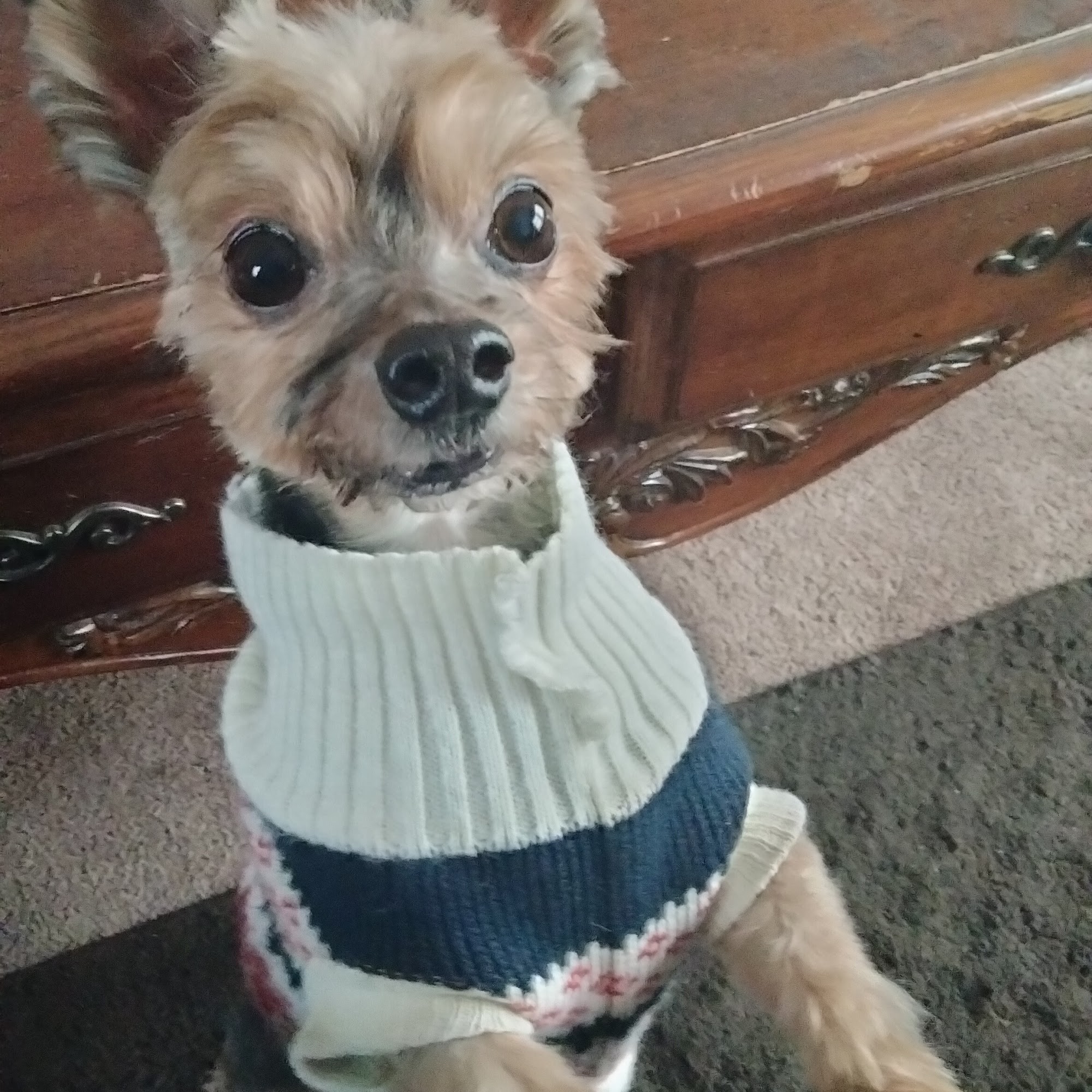 Dots Pet Grooming Ashtabula