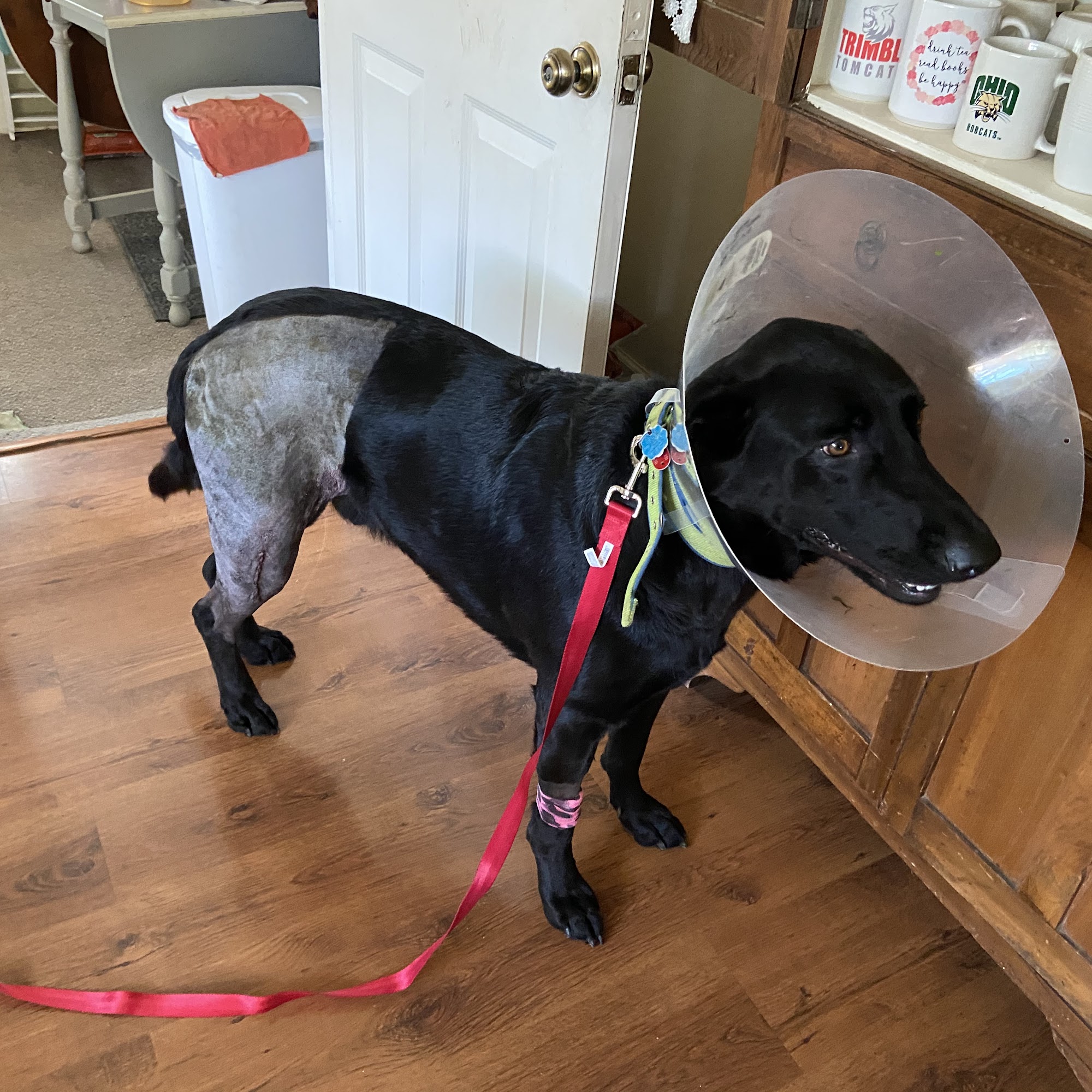 Ohio Valley Animal Clinic of Athens Athens