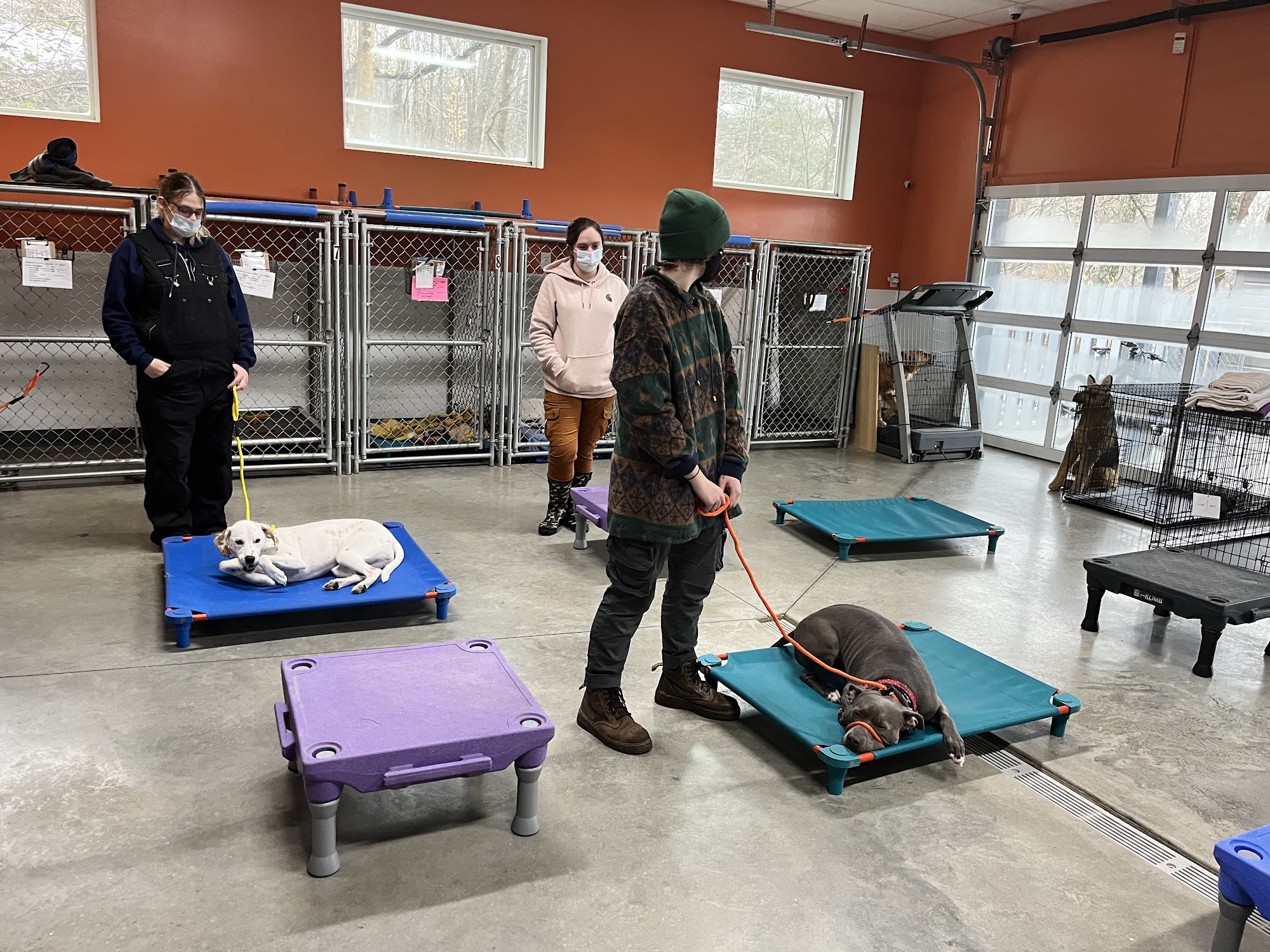 The Calm Companion Athens