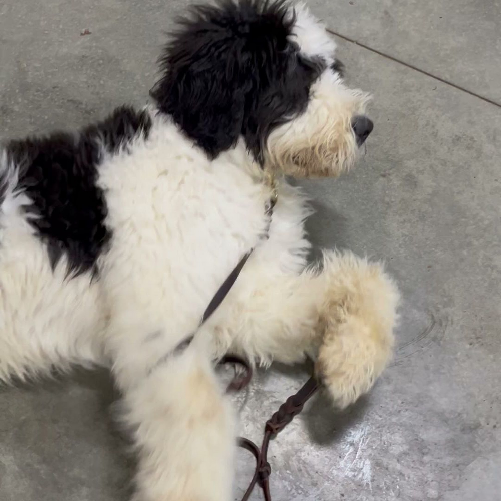 The Calm Companion Athens