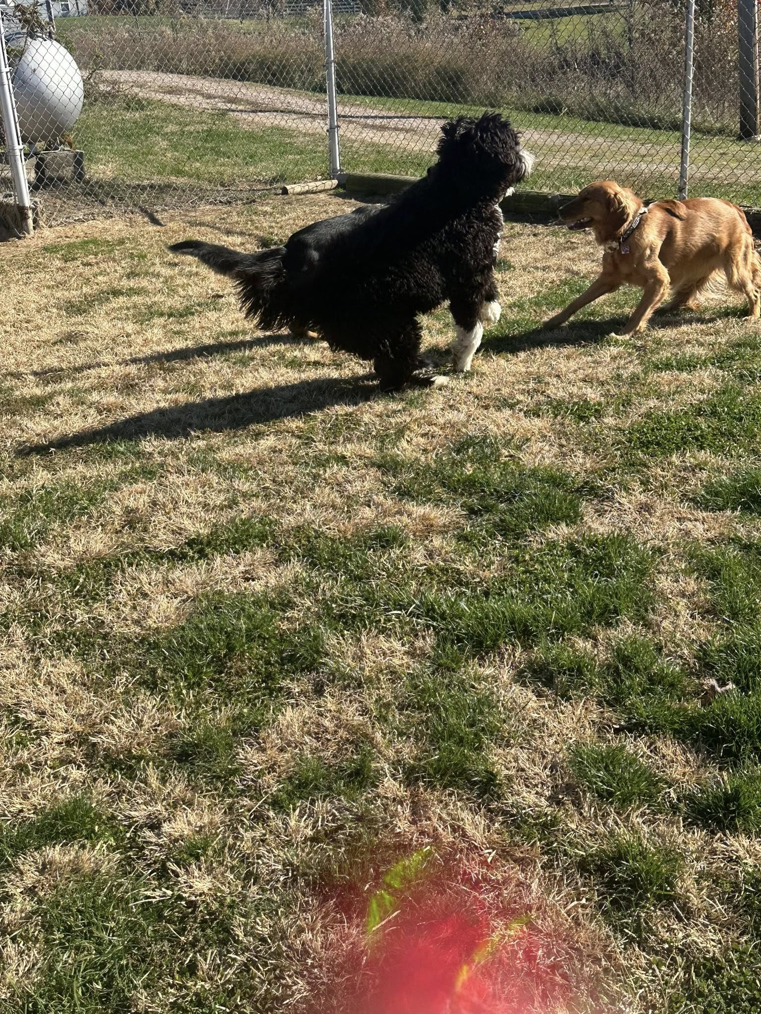 Windy Ridge Kennel Athens
