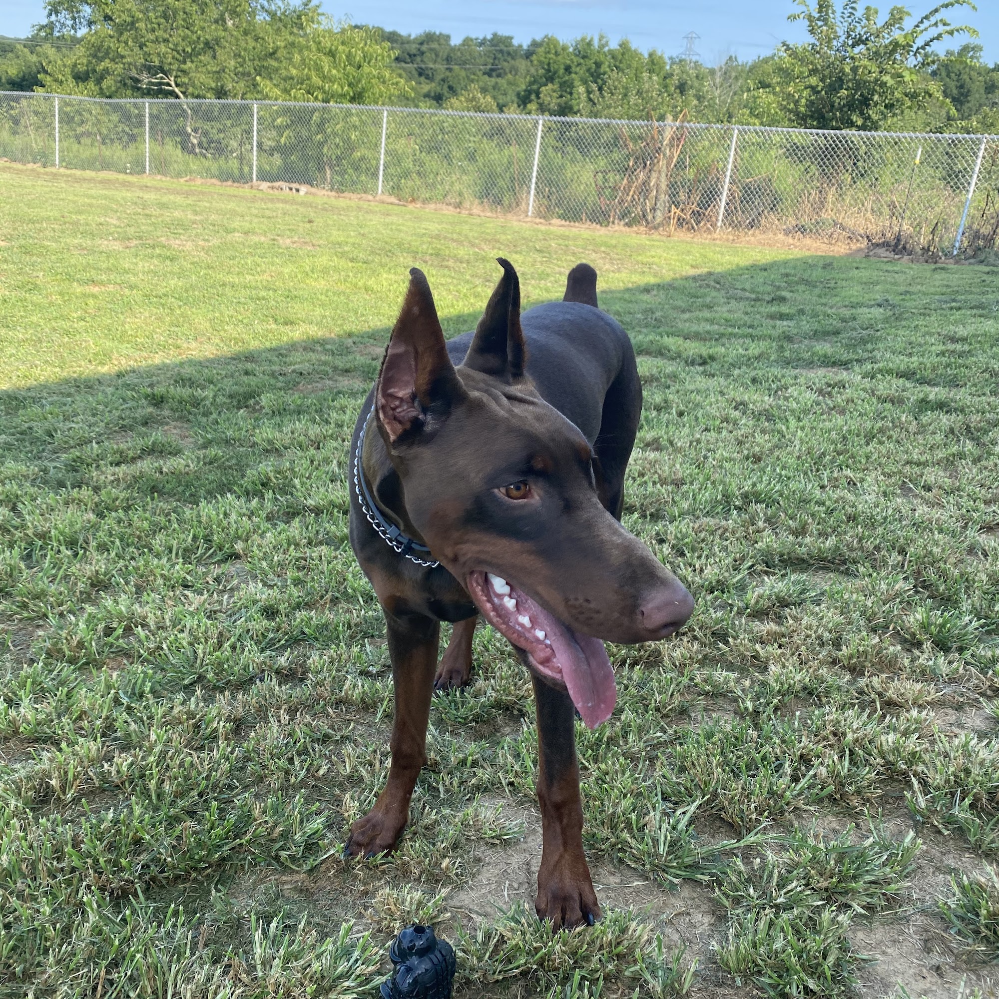 Windy Ridge Kennel Athens