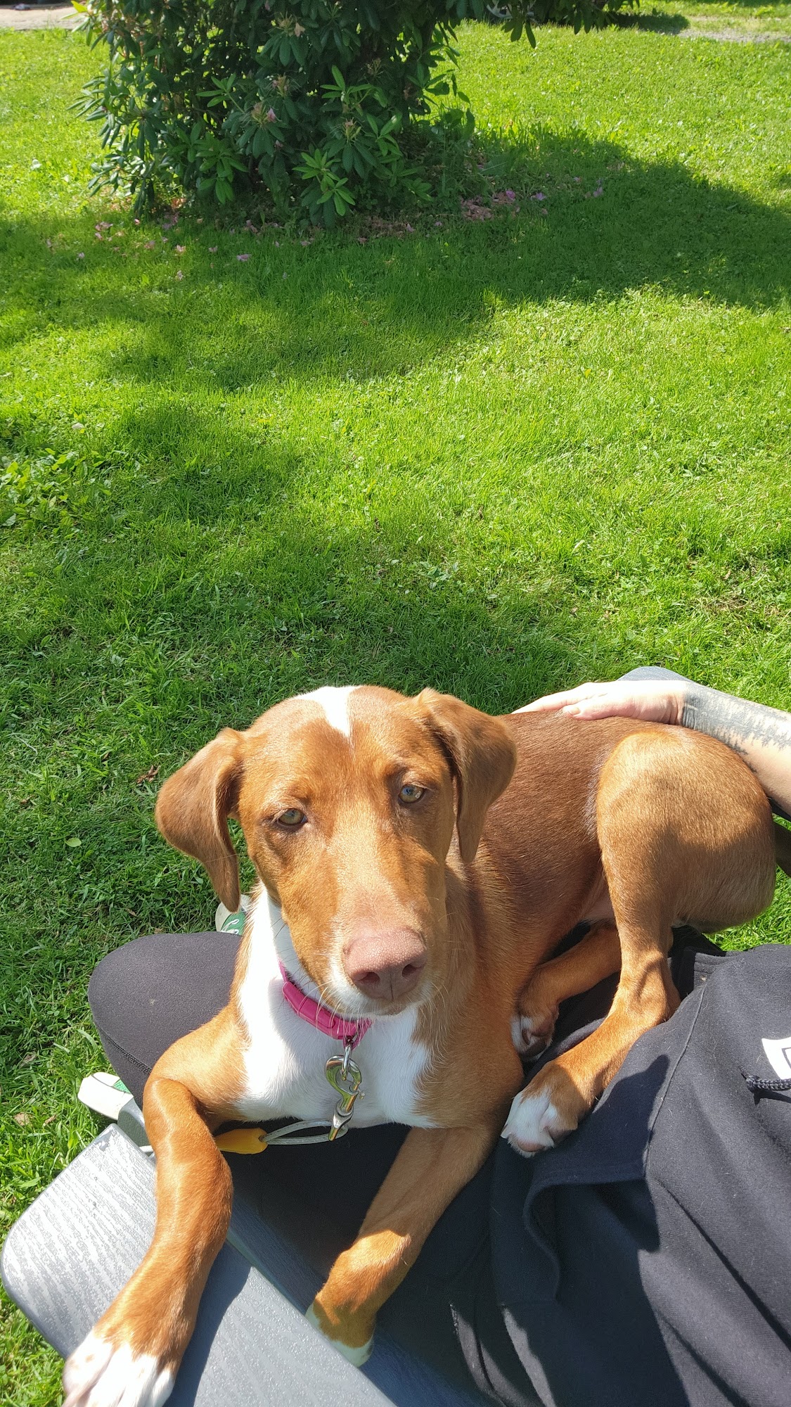 Doberman Underground Aurora