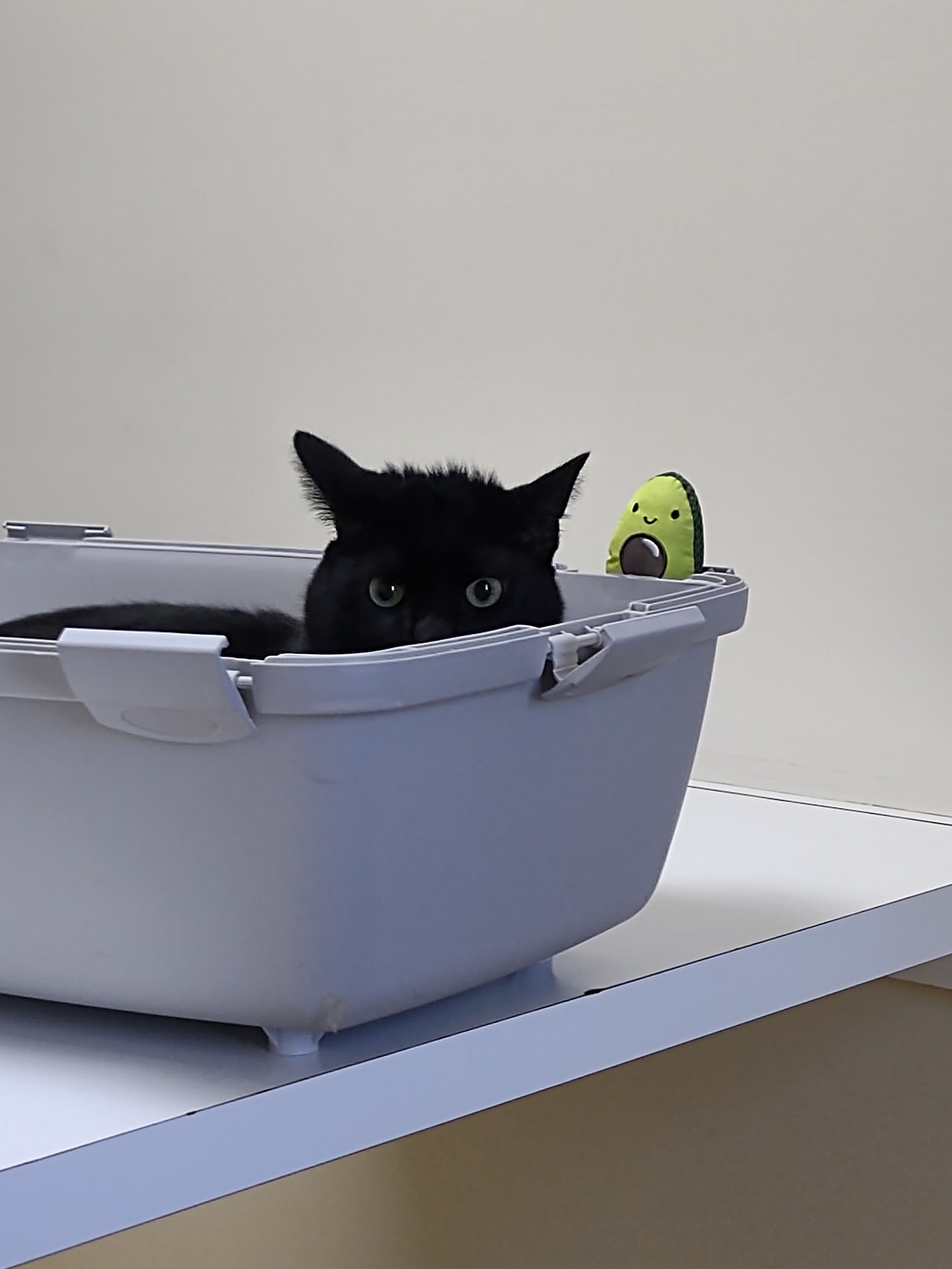 Landings Animal Hospital Avon Lake