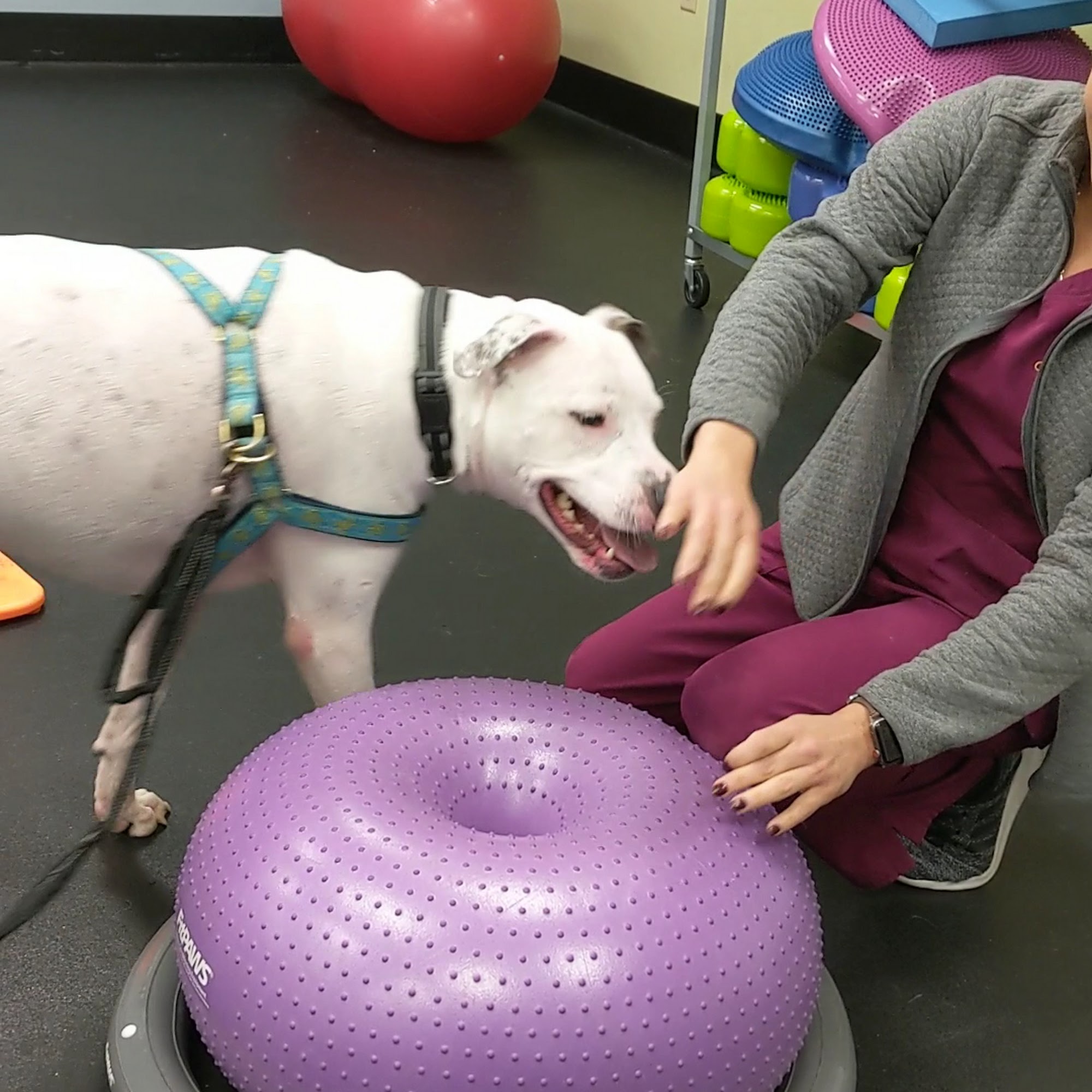 Paws by the Lake Pet Resort Avon Lake