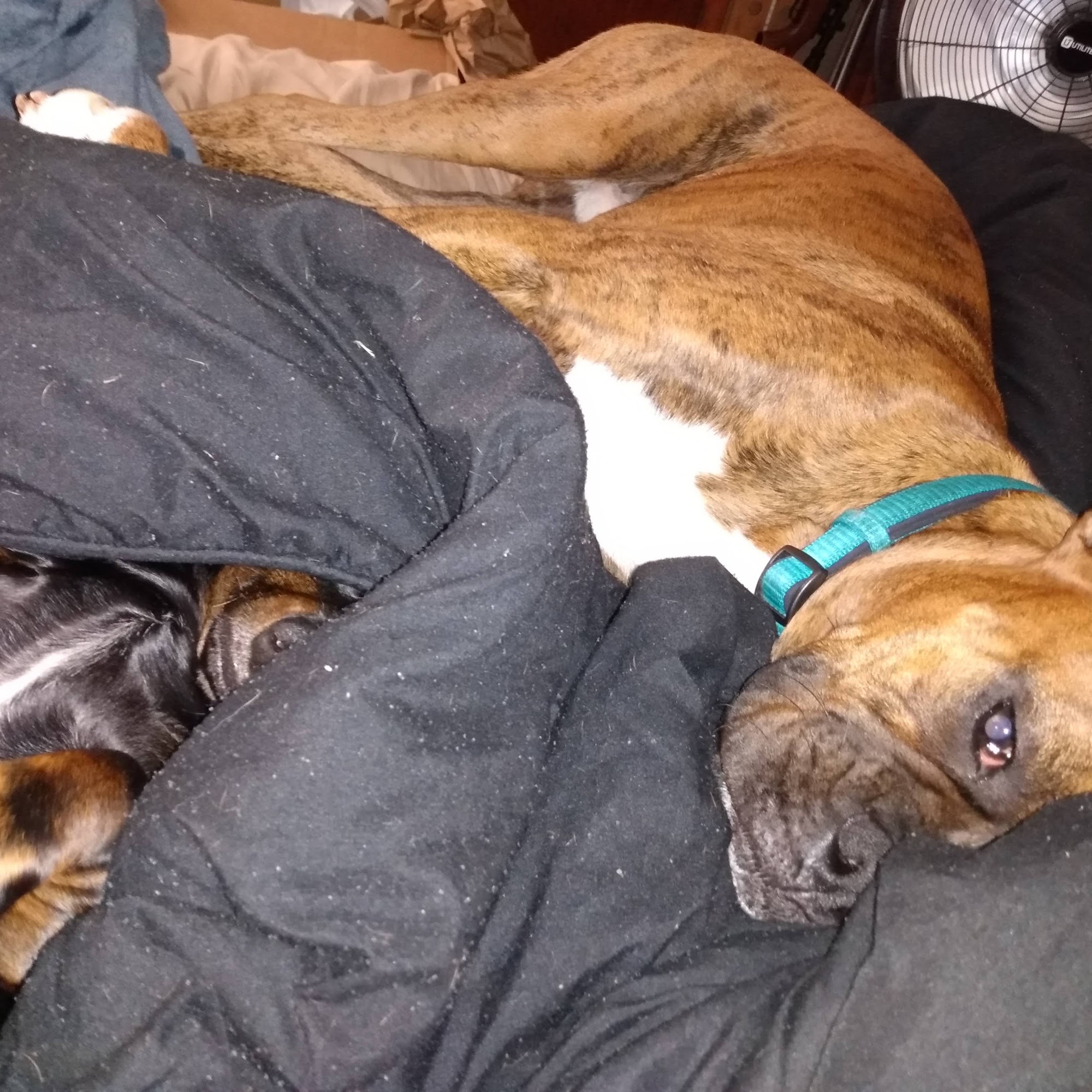 Dr. Jason Lamb Avon Lake