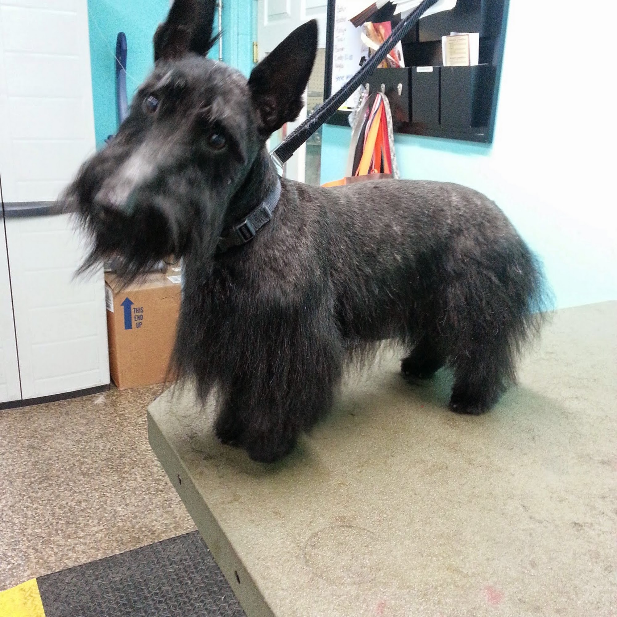 The Spotted Dog Pet Salon Avon