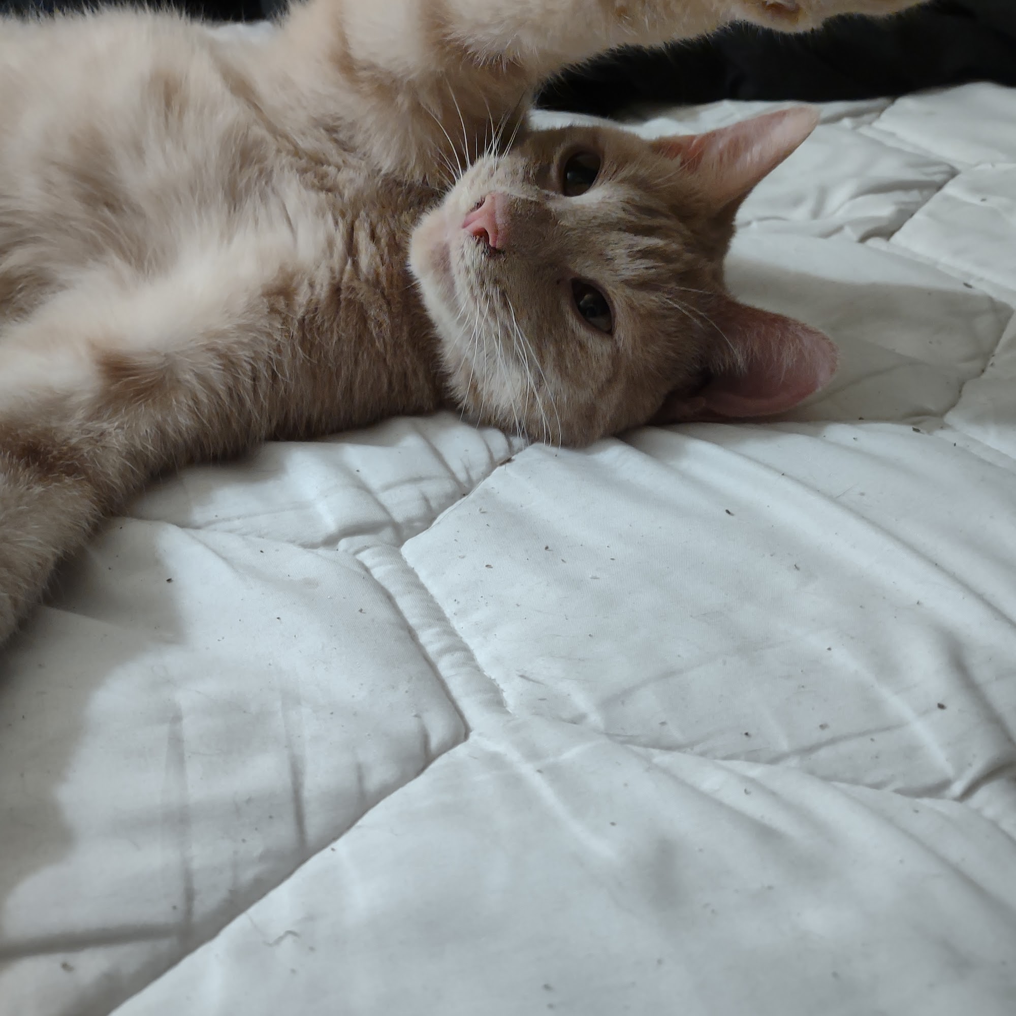 Baltimore Veterinary Clinic Baltimore