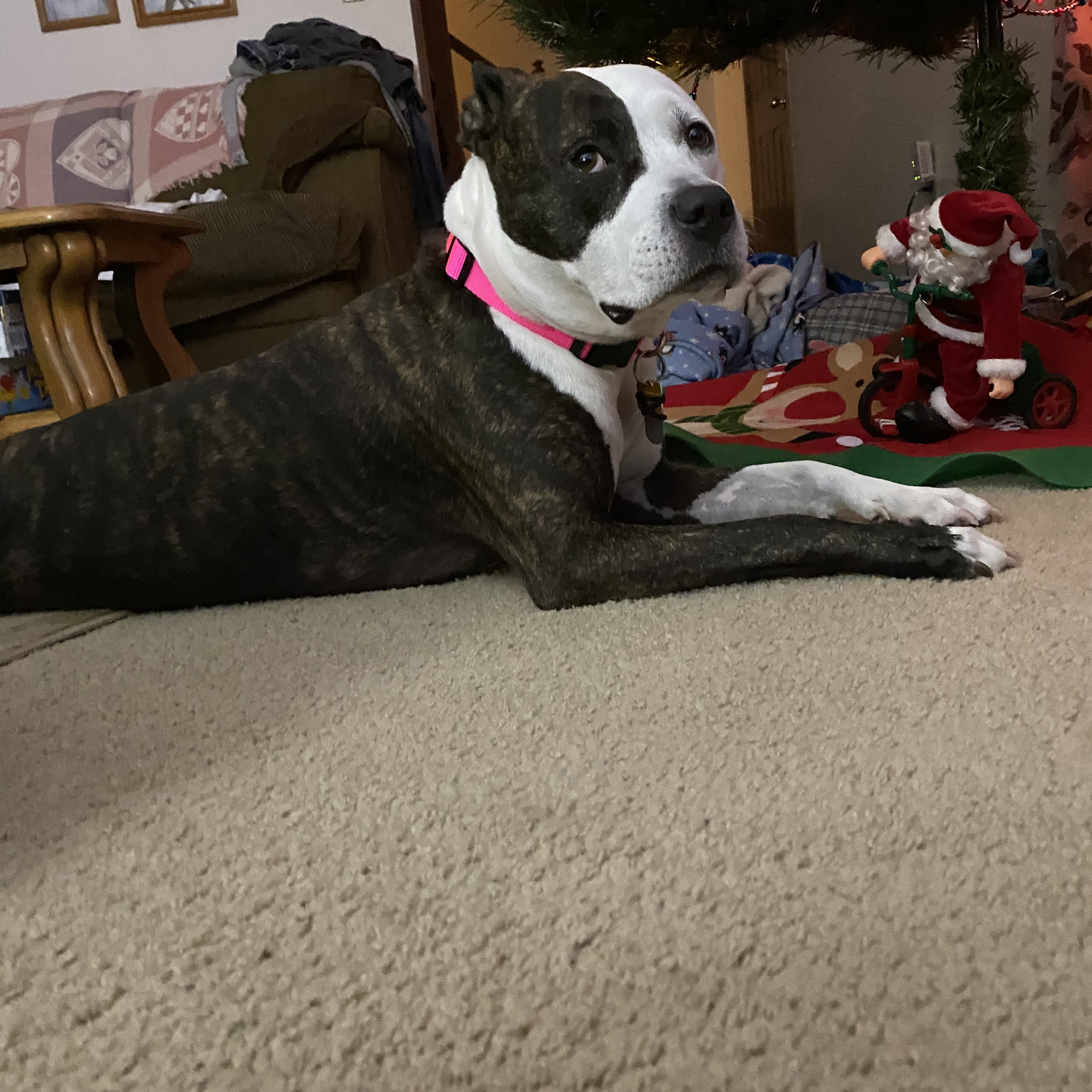 Baltimore Veterinary Clinic: Grubb Christy DVM Baltimore