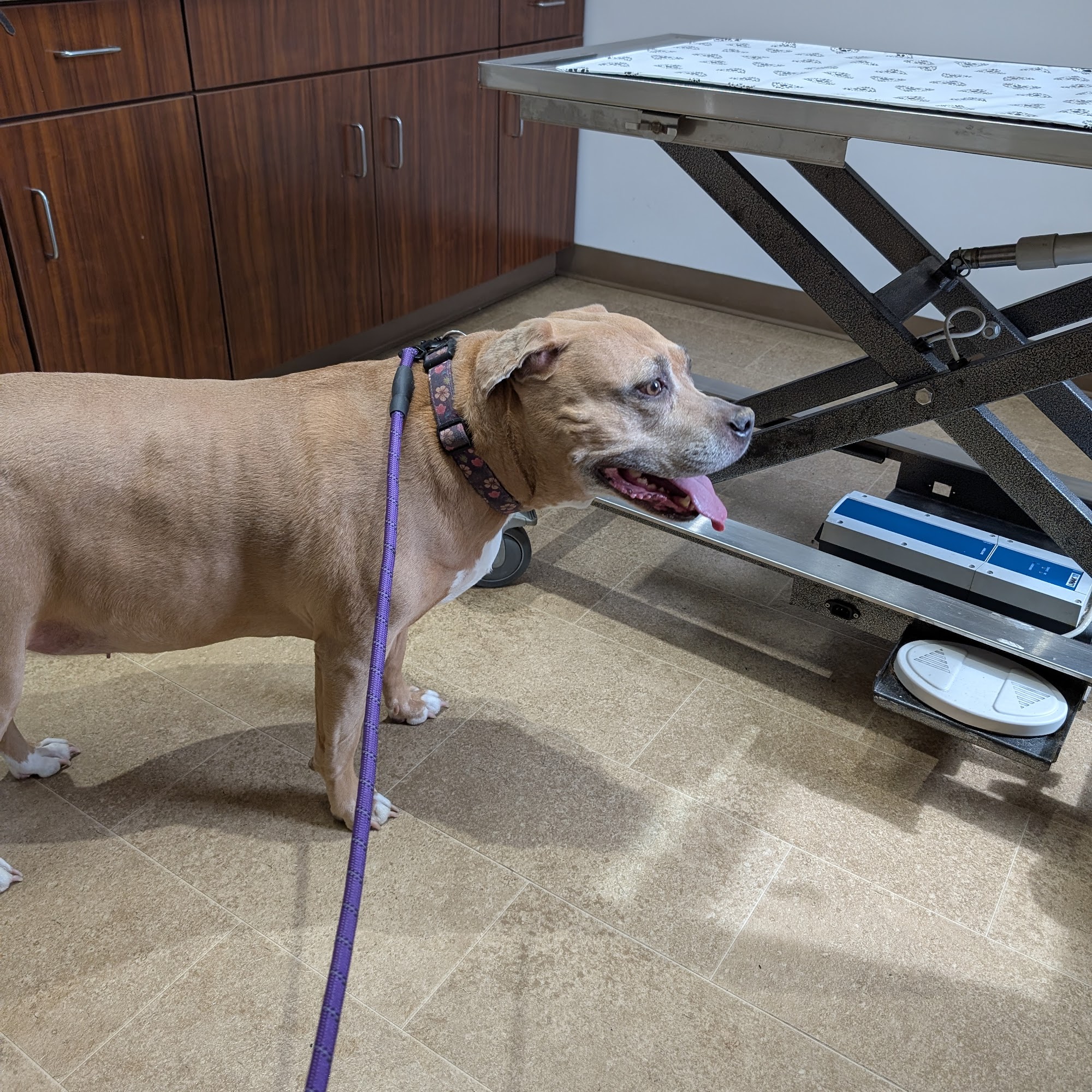 Akron Barberton Veterinary Clinic Barberton